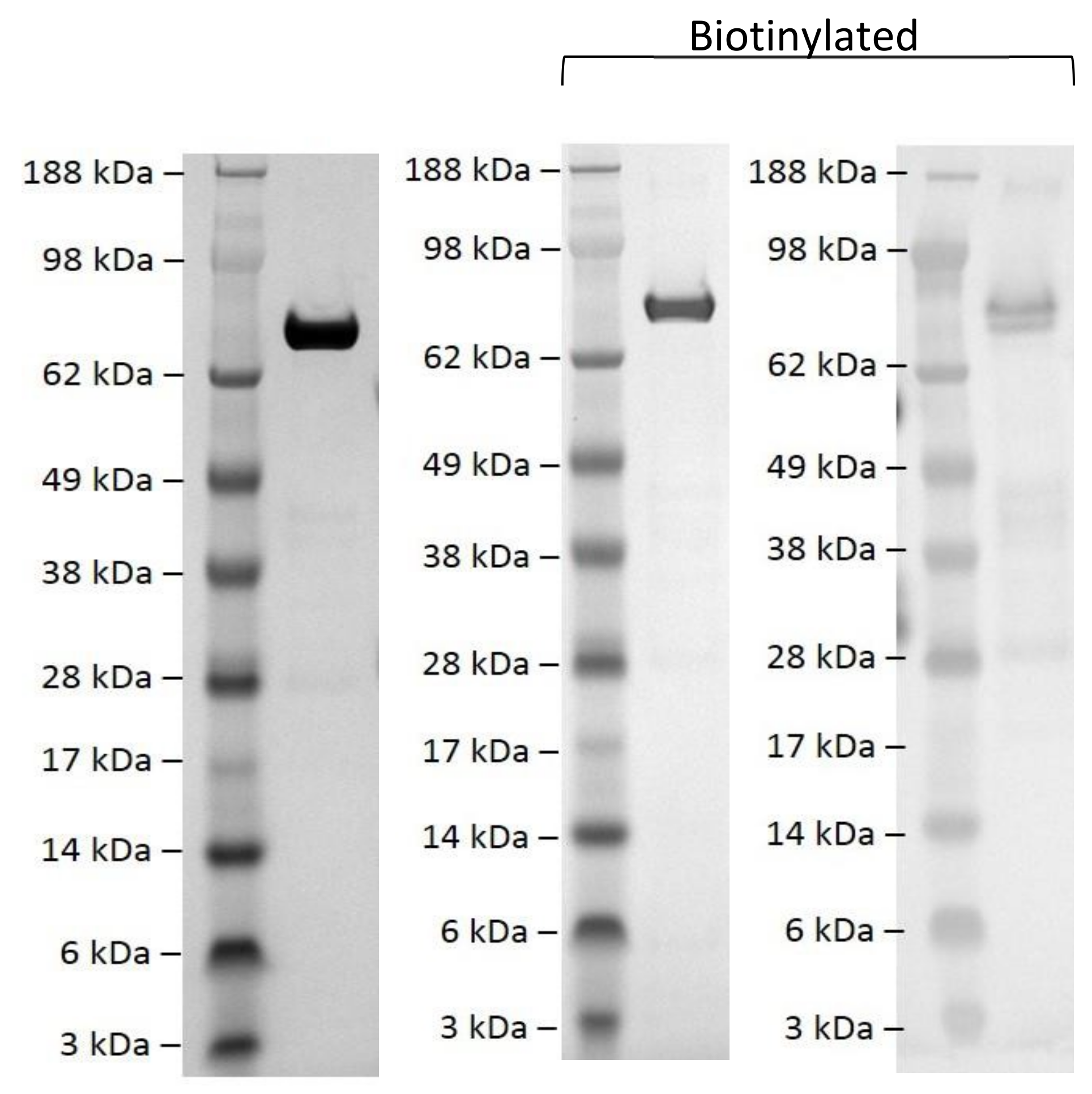 Cells 10 02307 g001 Cells 10 02307 g001