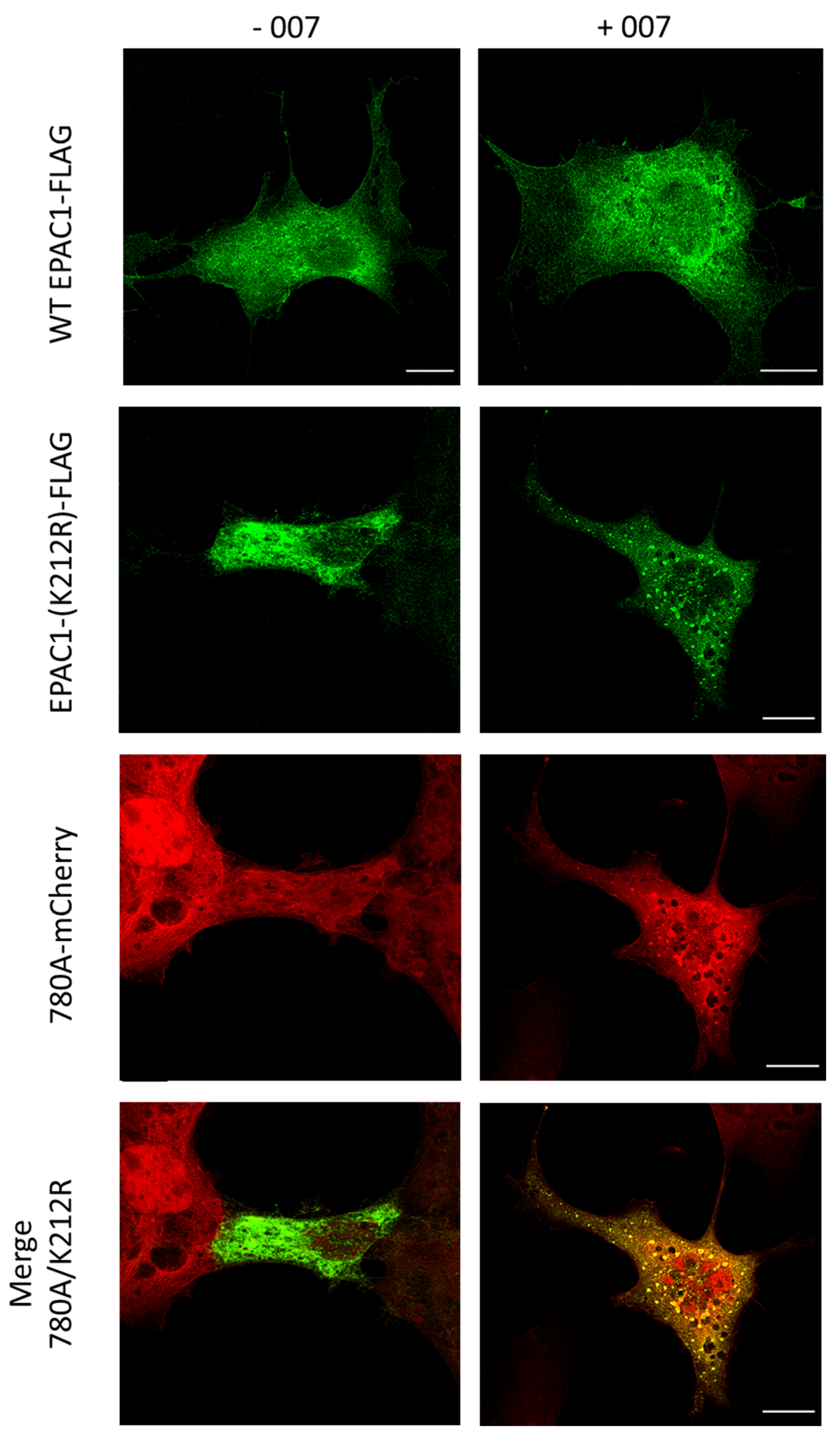 Cells 10 02307 g010 Cells 10 02307 g010