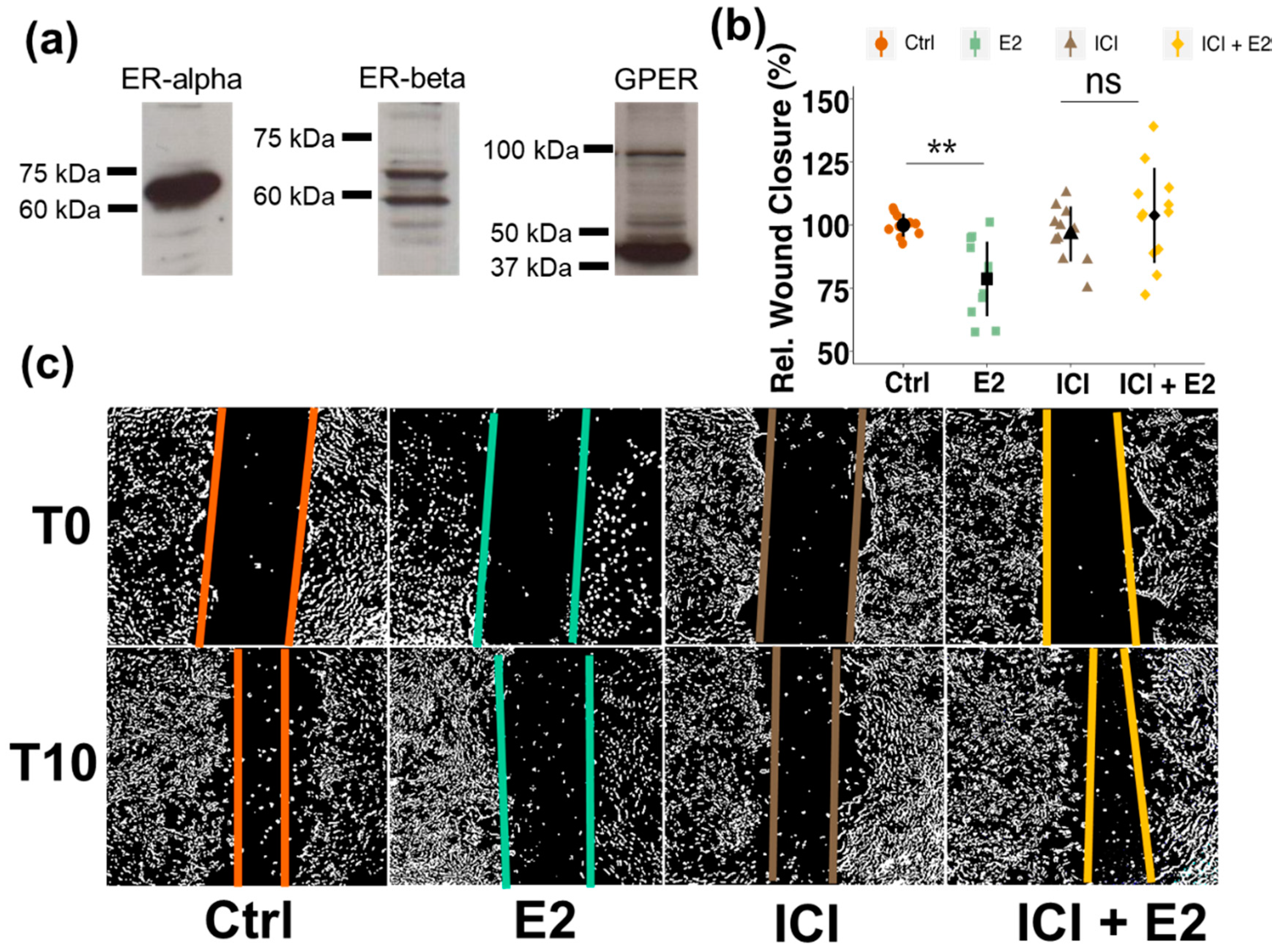 Cells 10 02314 g002 Cells 10 02314 g002