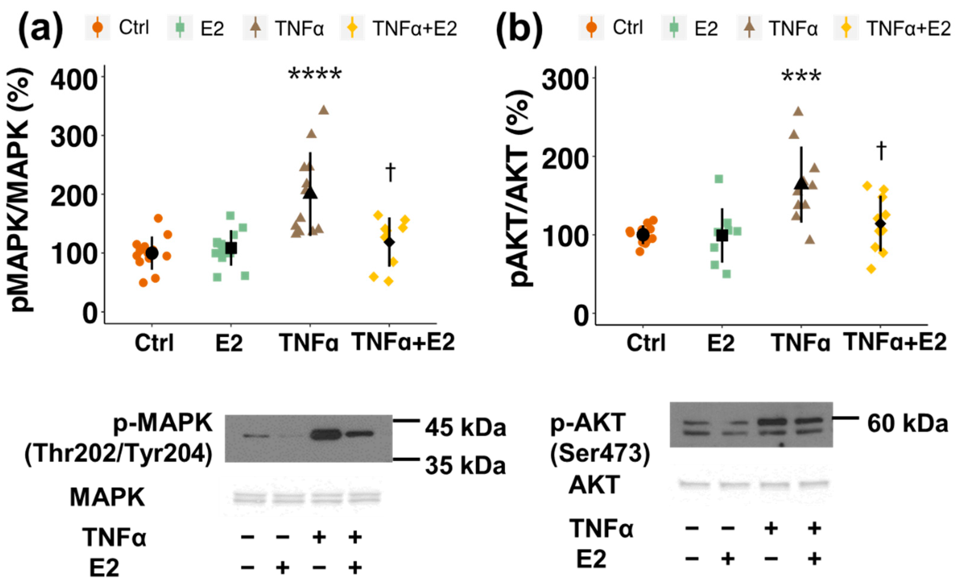 Cells 10 02314 g004 Cells 10 02314 g004