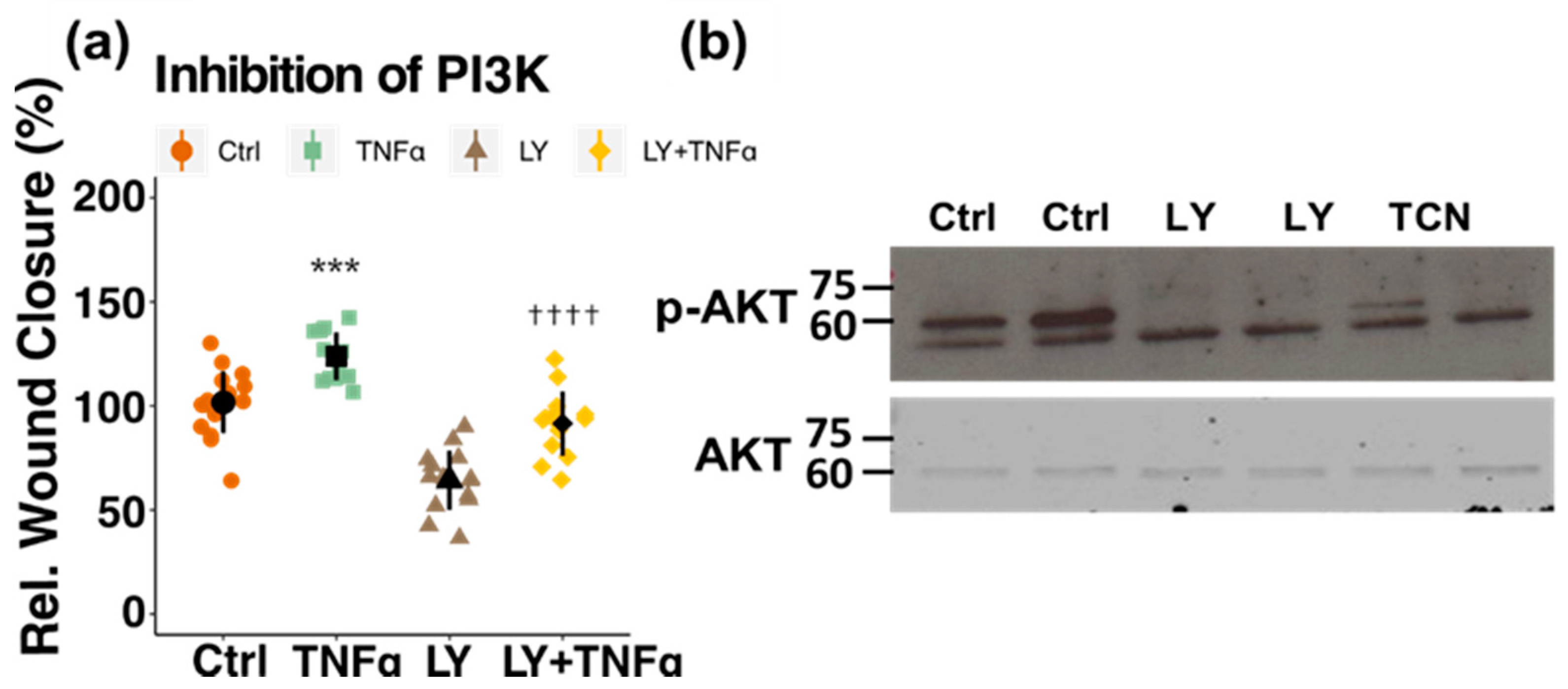 Cells 10 02314 g006 Cells 10 02314 g006
