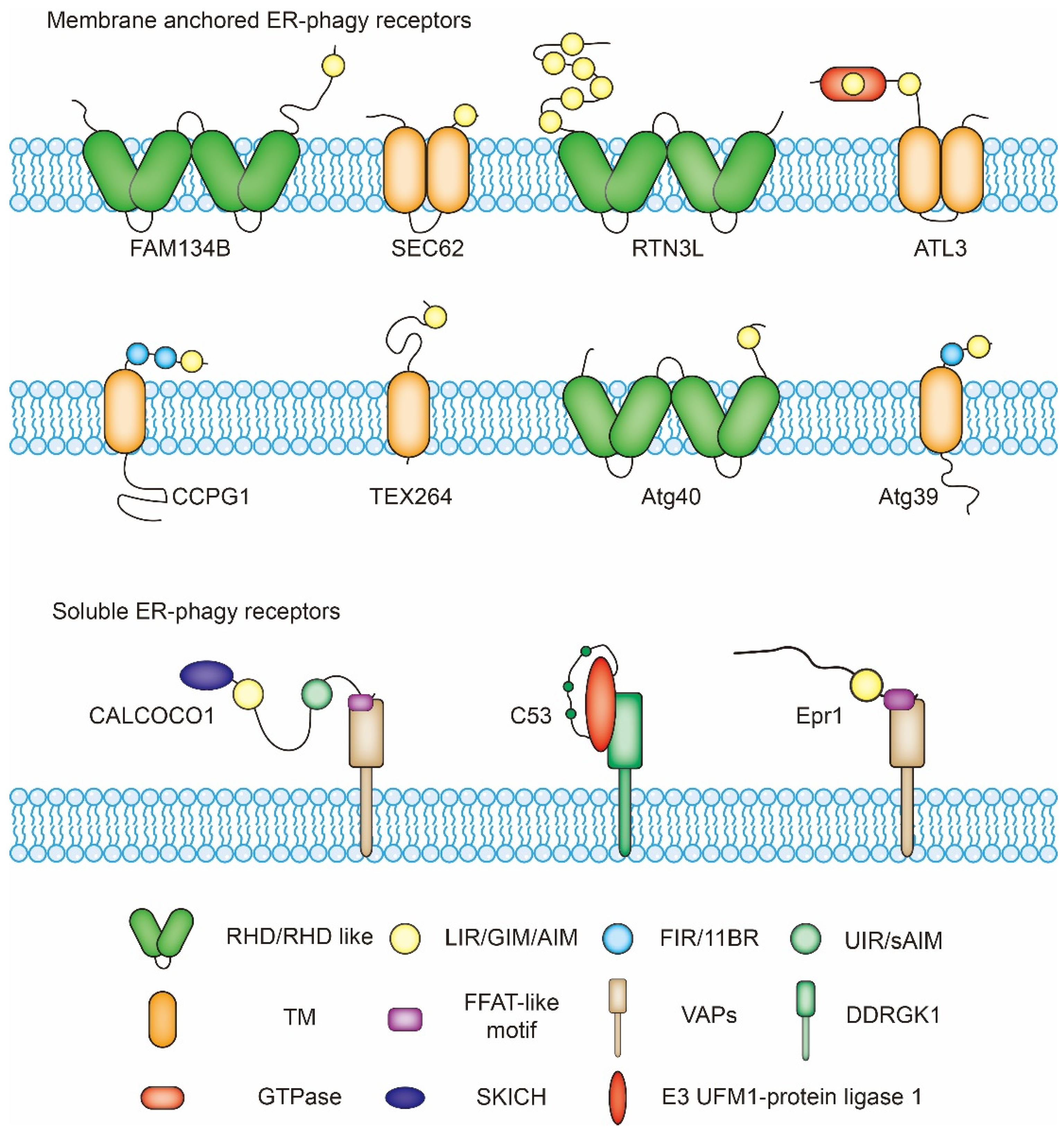 Cells 10 02328 g002 Cells 10 02328 g002