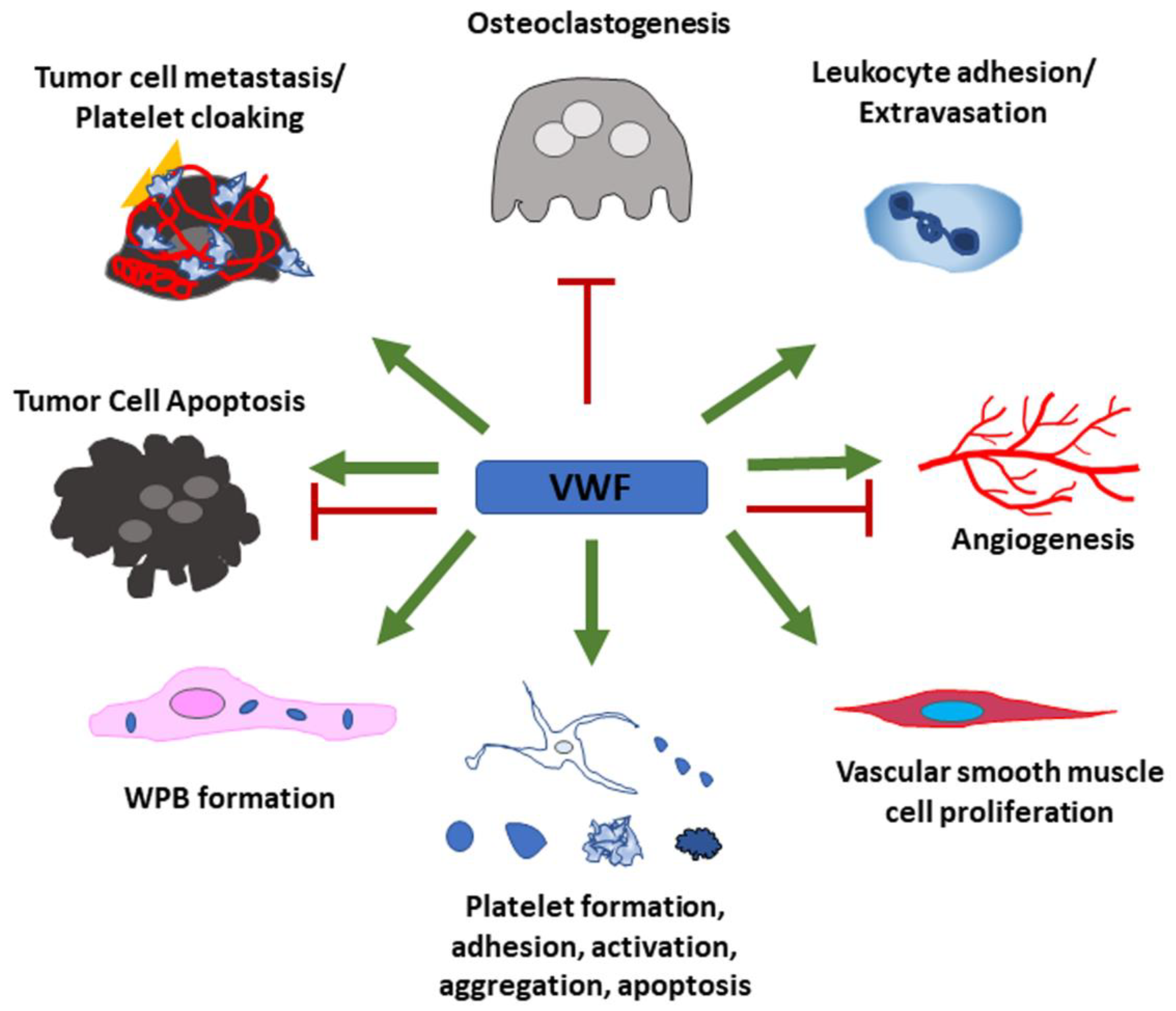 Cells 10 02351 g005 Cells 10 02351 g005