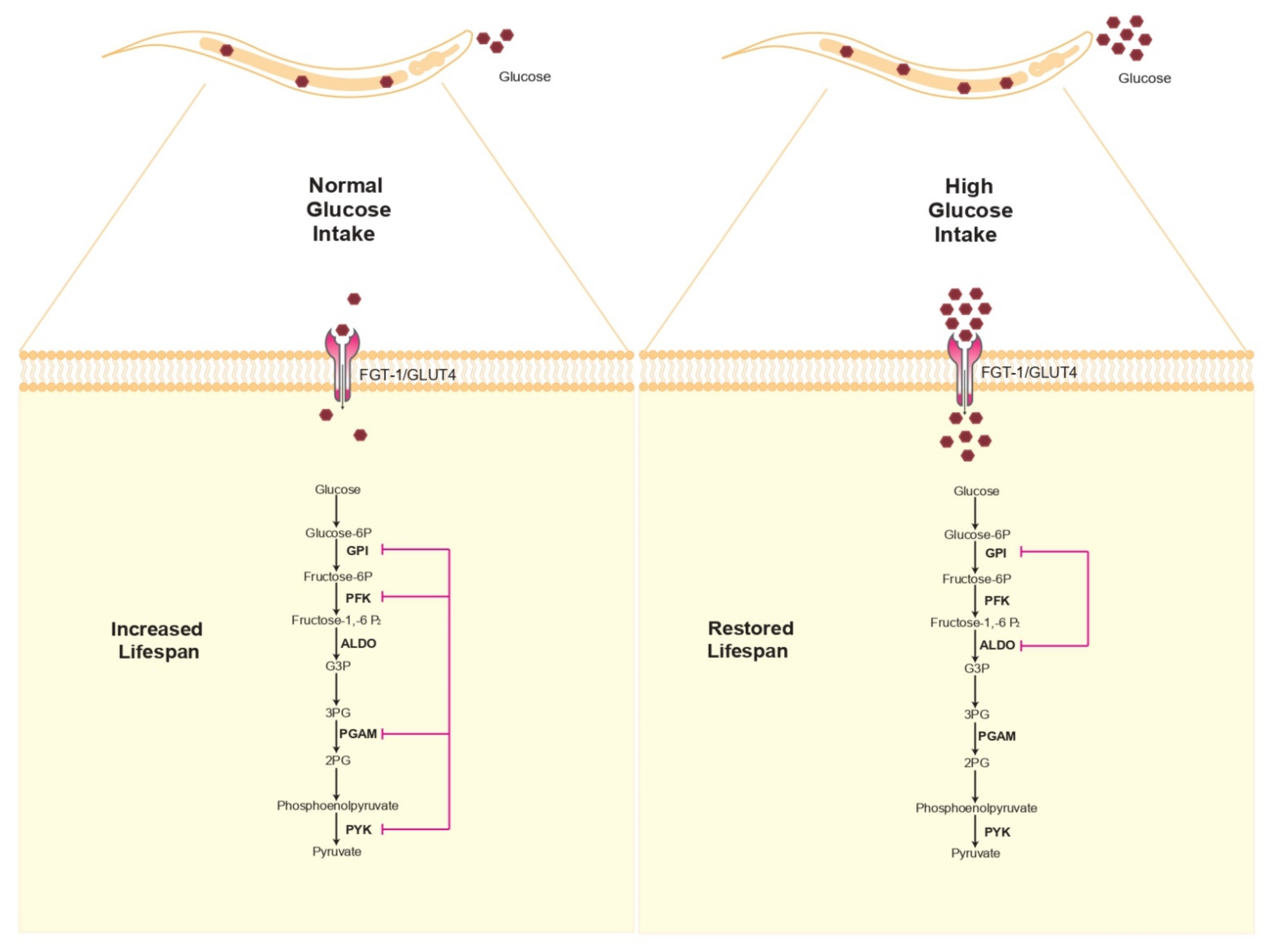 Cells 10 02359 g002 Cells 10 02359 g002