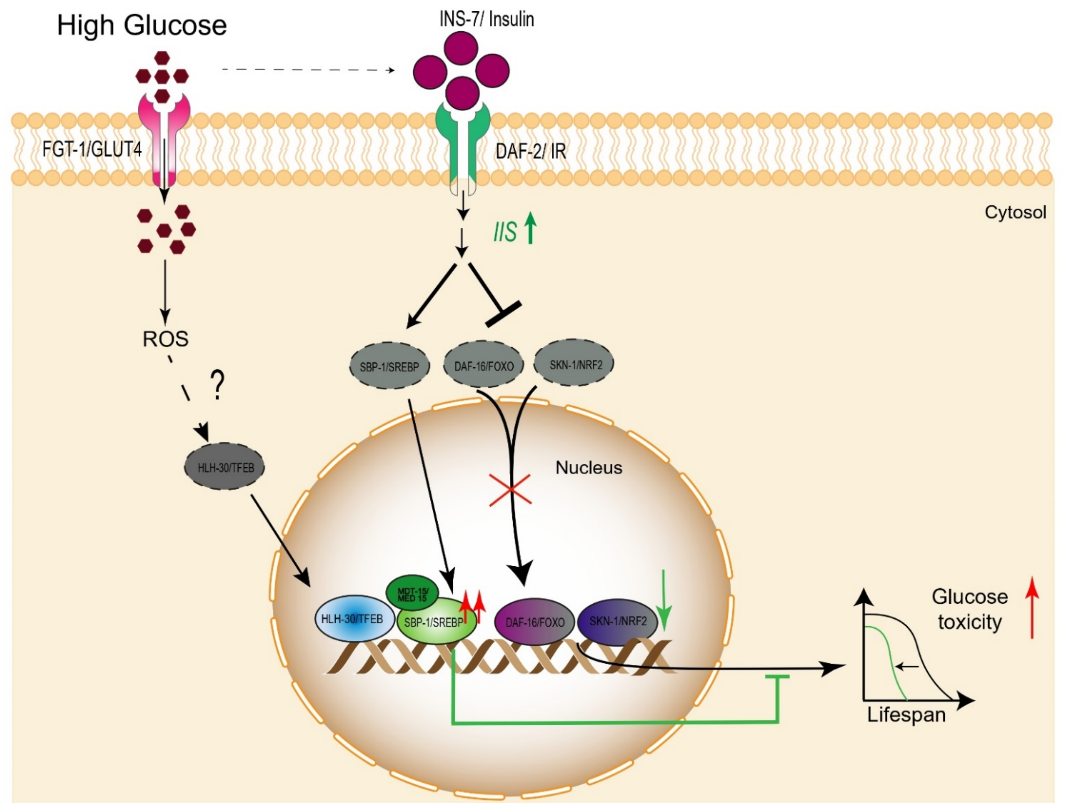 Cells 10 02359 g003 Cells 10 02359 g003