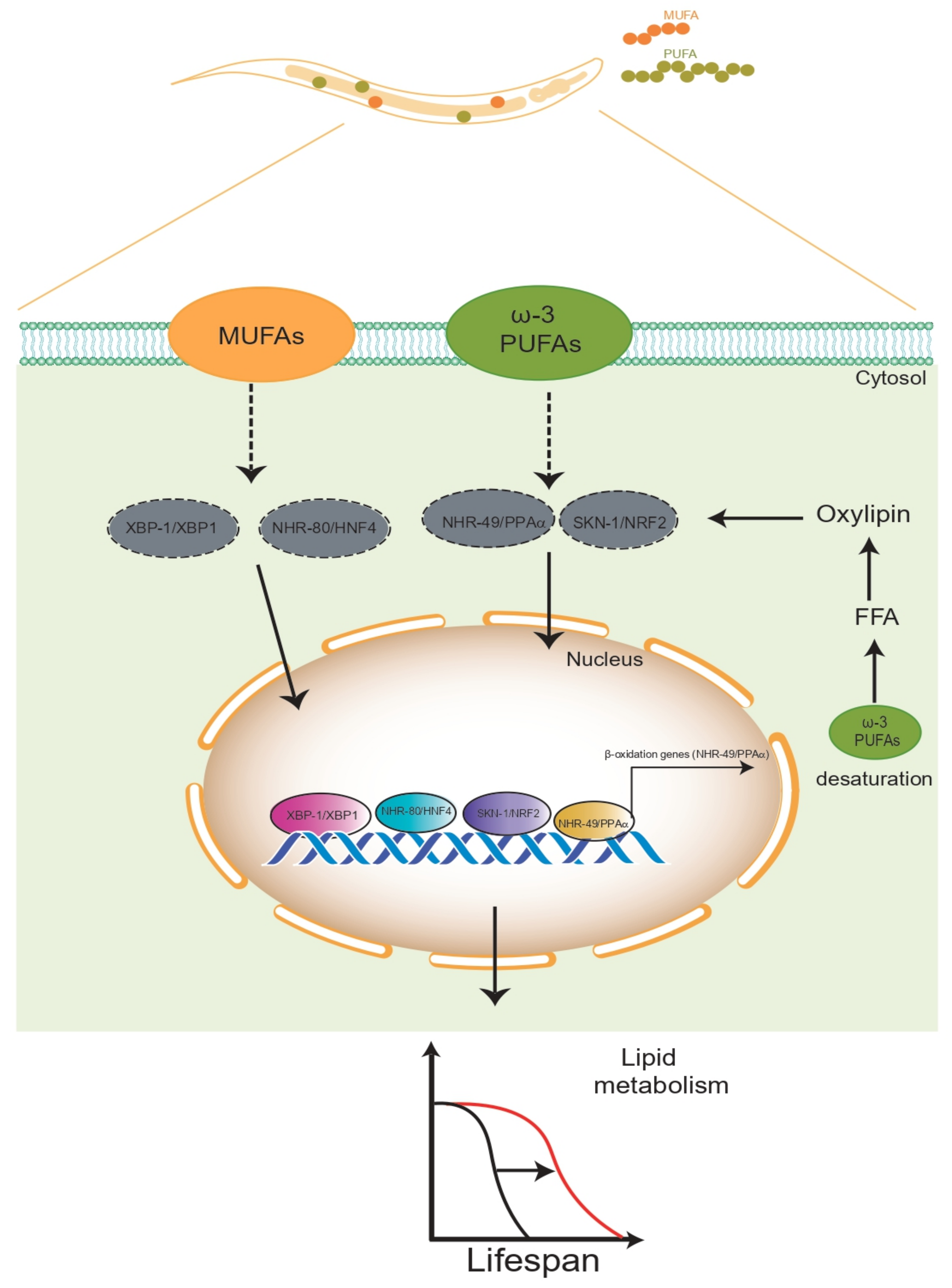 Cells 10 02359 g004 Cells 10 02359 g004