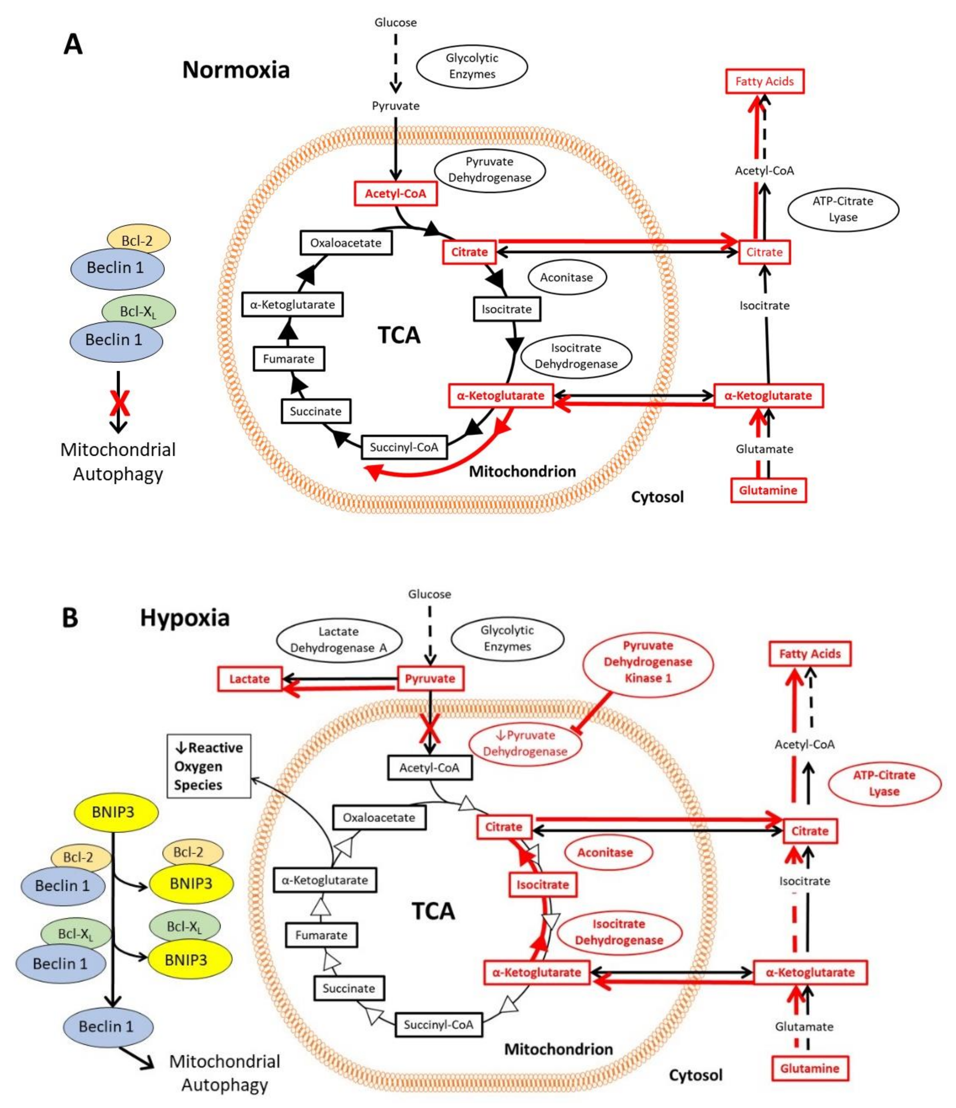 Cells 10 02371 g002 Cells 10 02371 g002