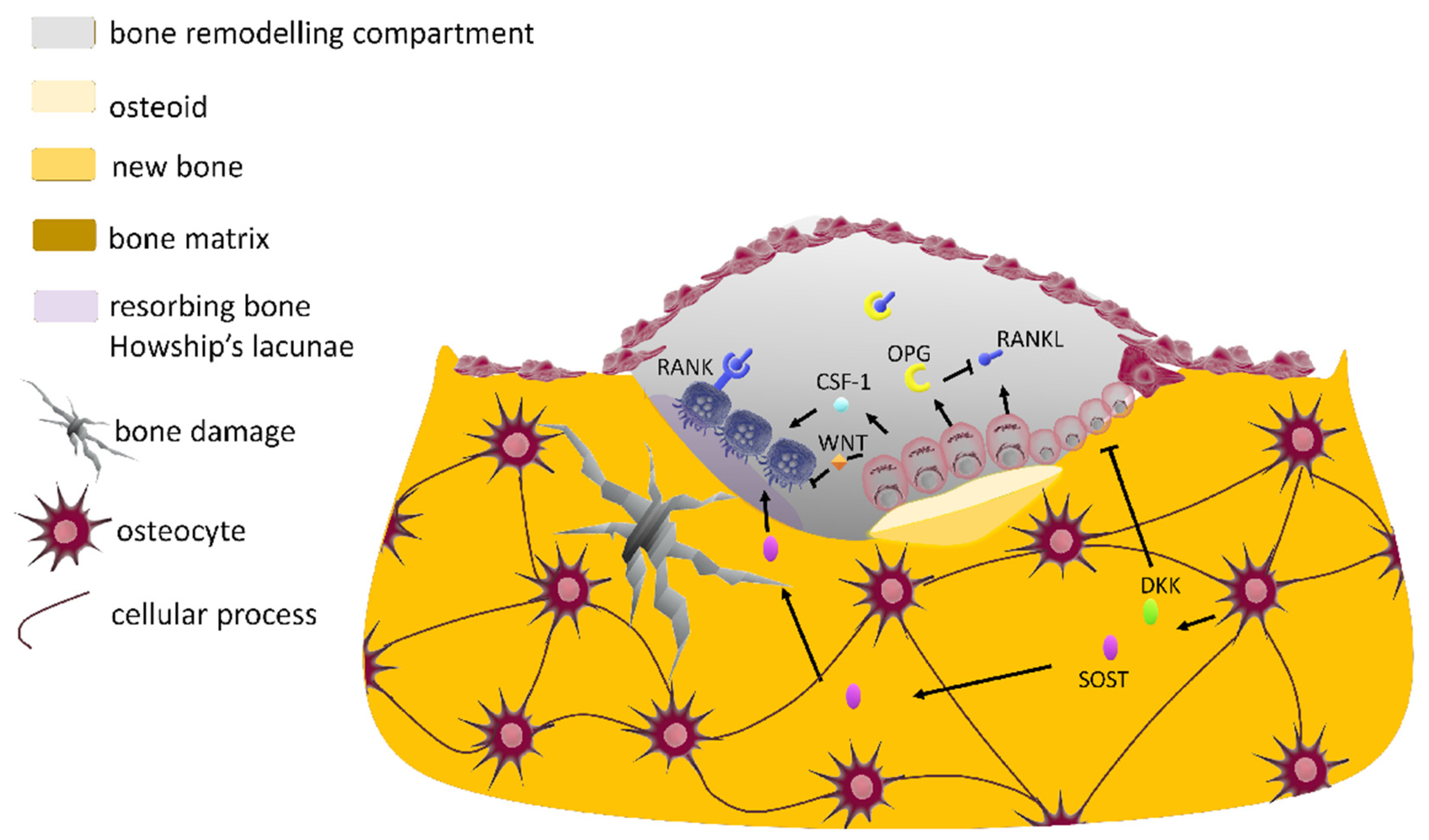Cells 10 02383 g002 Cells 10 02383 g002