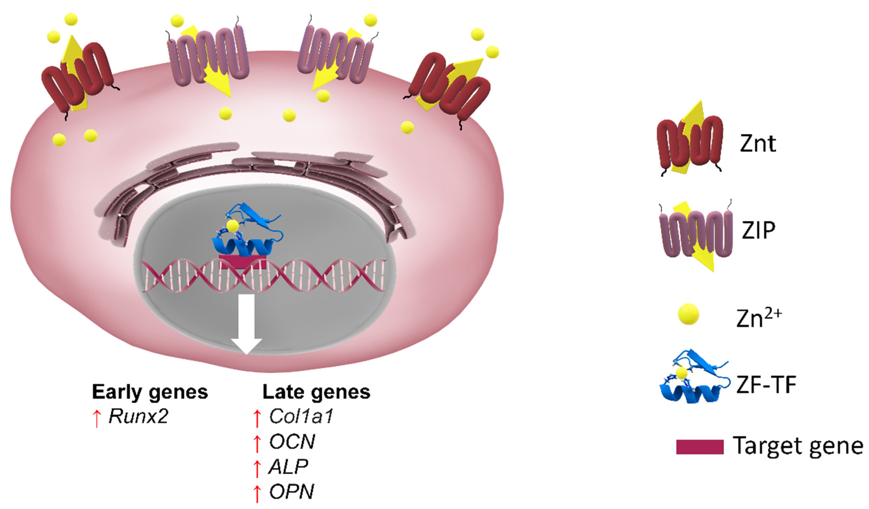Cells 10 02383 g007 Cells 10 02383 g007