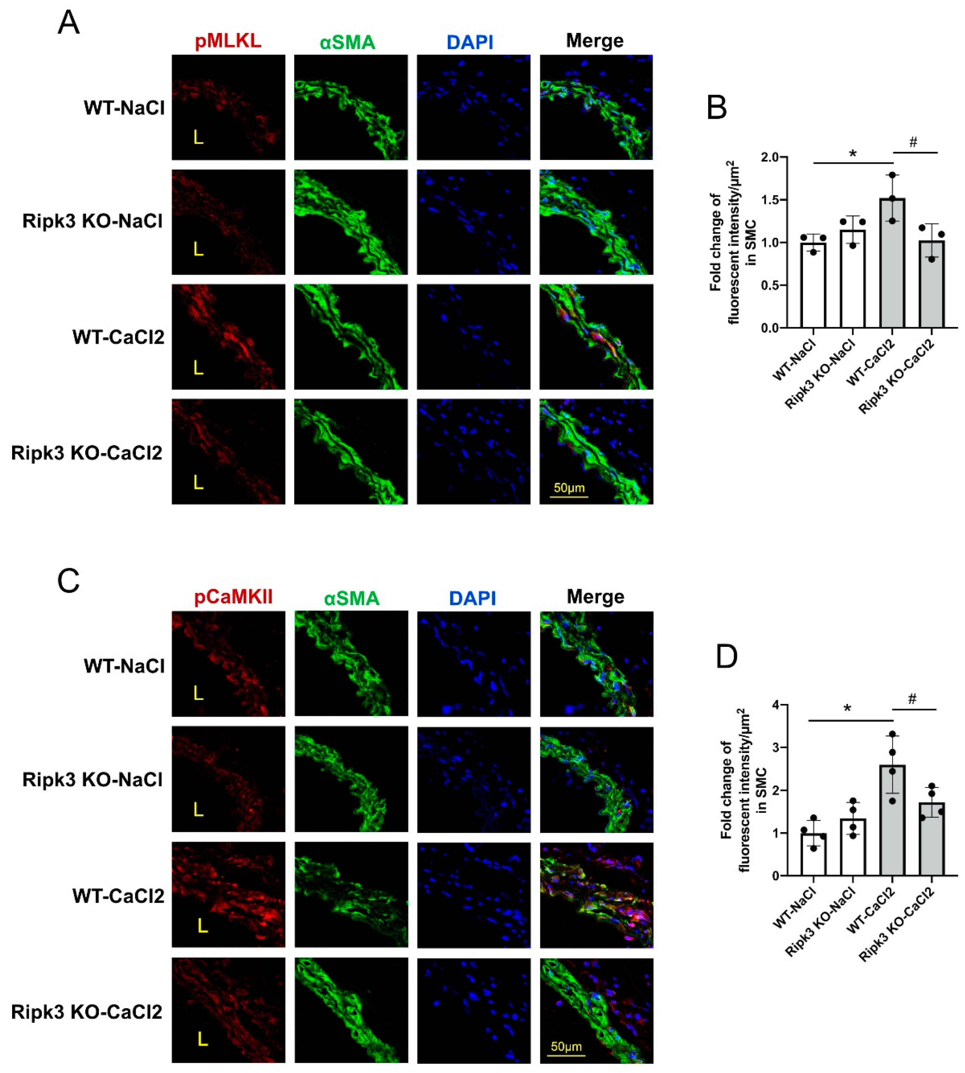 Cells 10 02397 g001 Cells 10 02397 g001