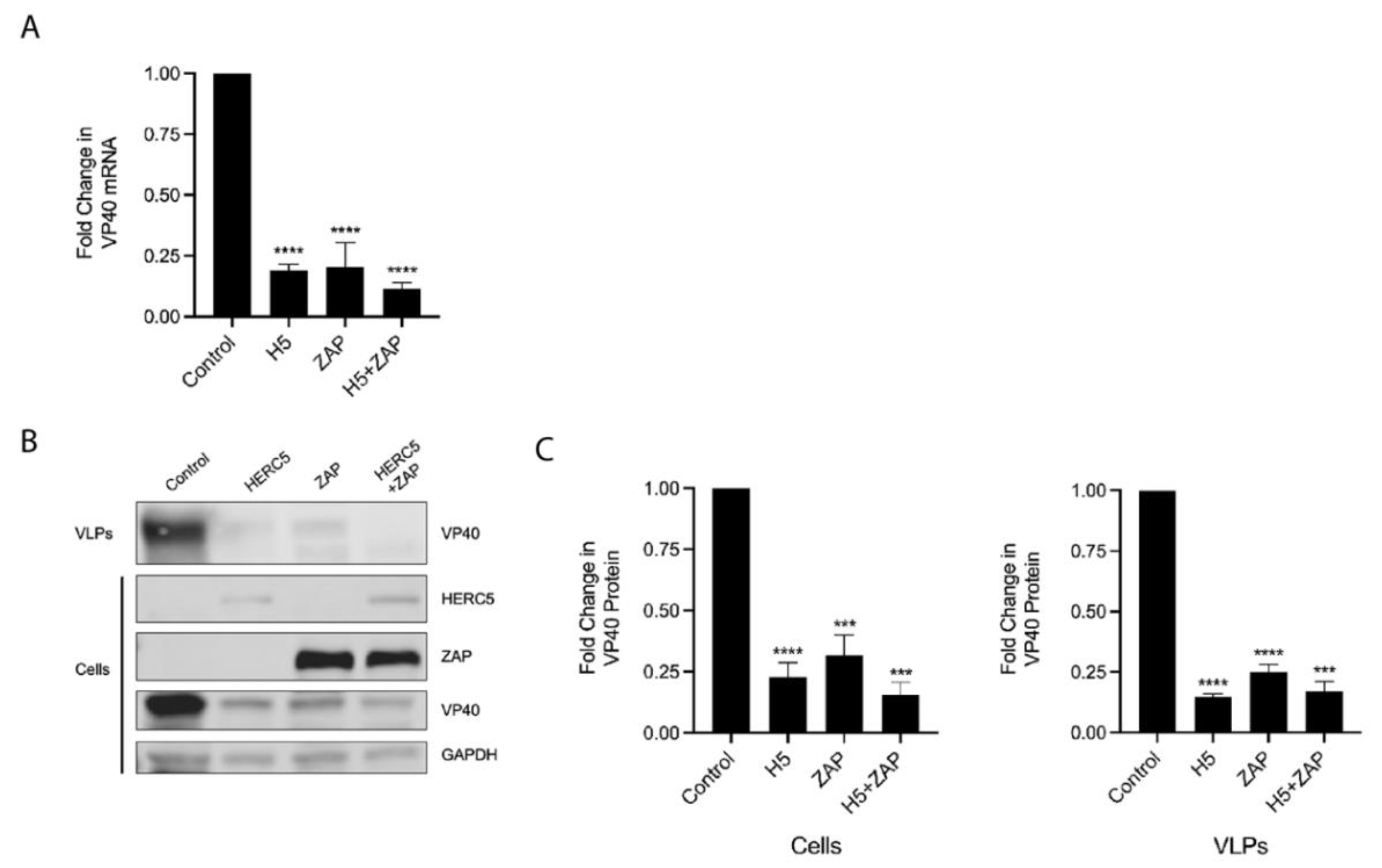 Cells 10 02399 g004 Cells 10 02399 g004