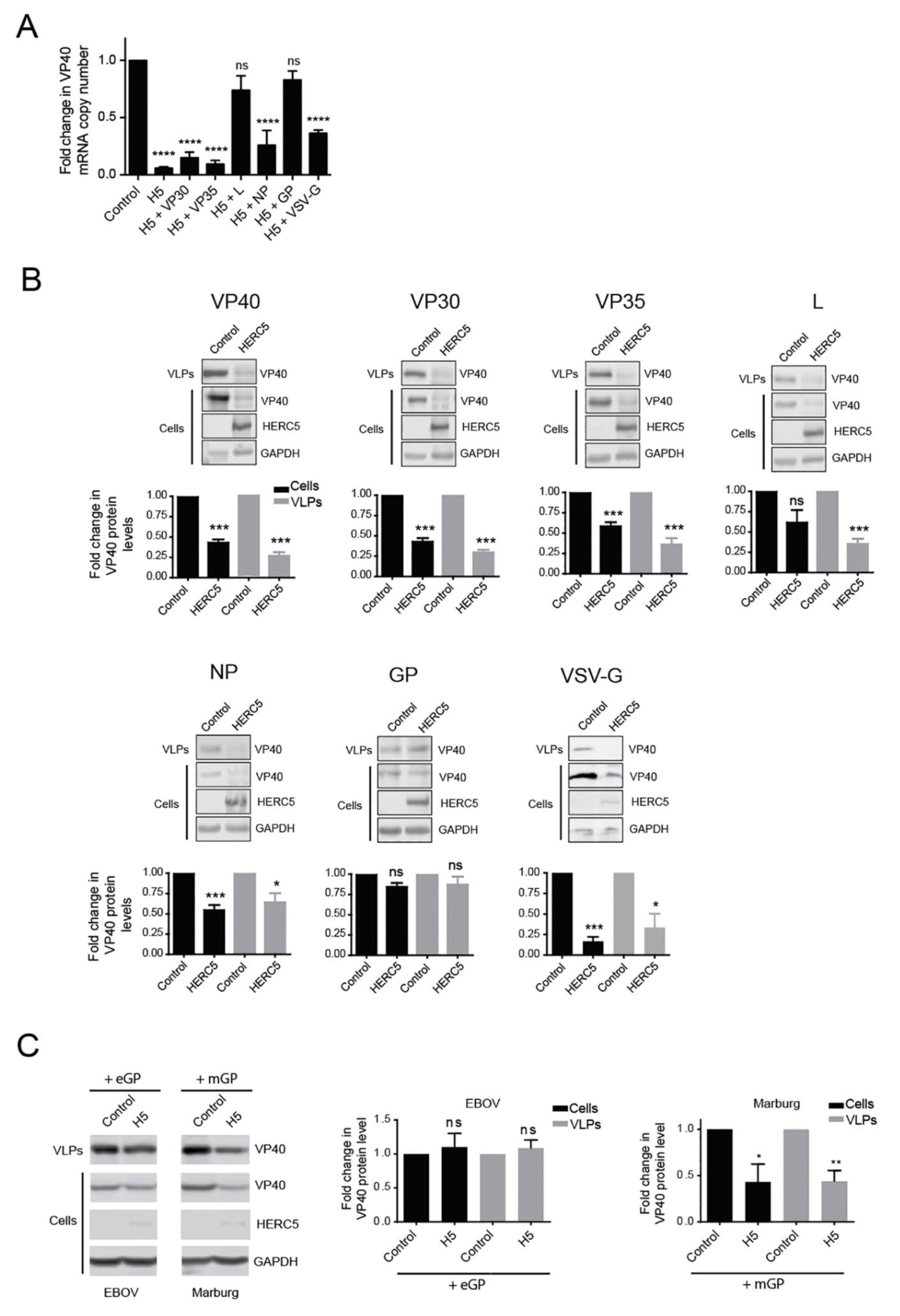 Cells 10 02399 g005 Cells 10 02399 g005