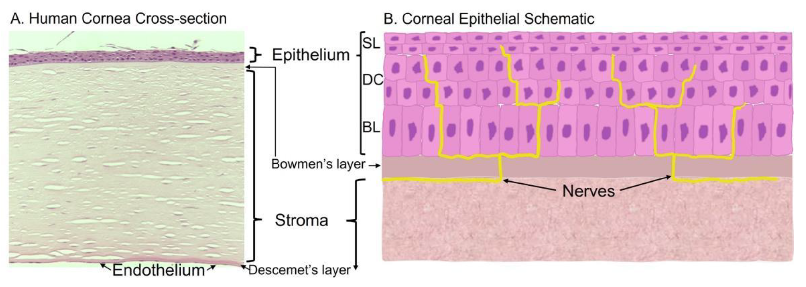 Cells 10 02409 g001 Cells 10 02409 g001