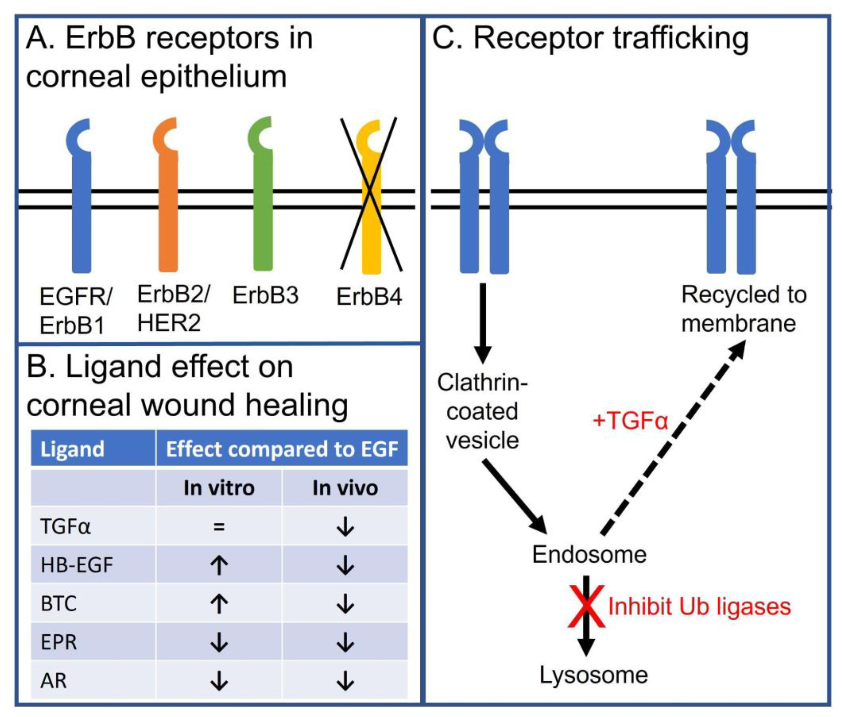 Cells 10 02409 g003 Cells 10 02409 g003