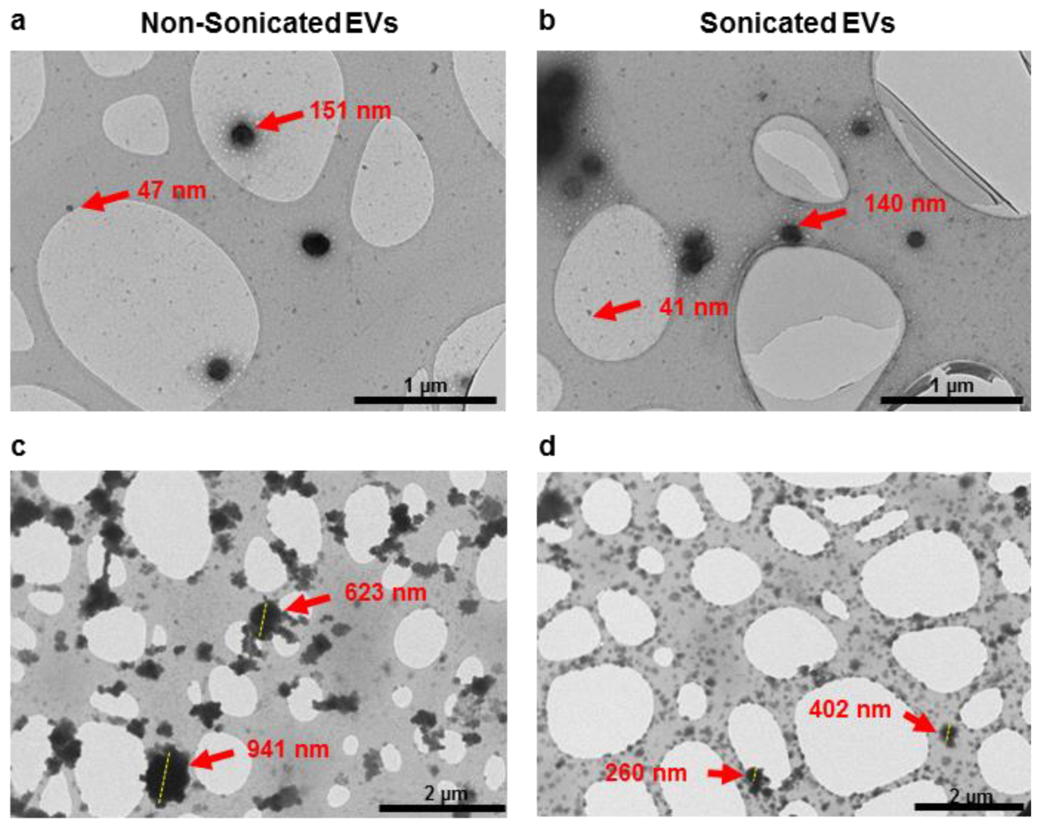 Cells 10 02413 g001
