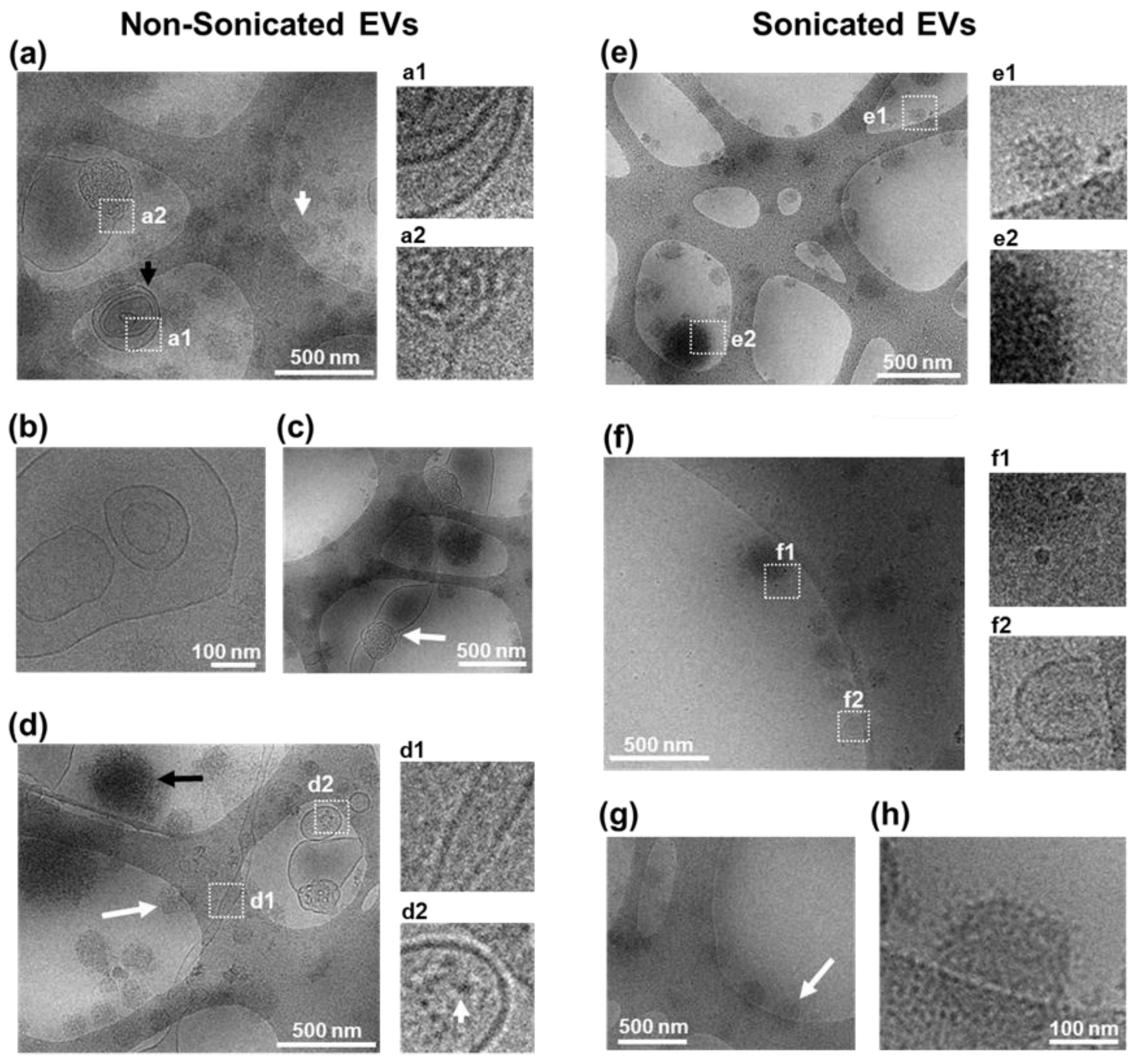 Cells 10 02413 g003
