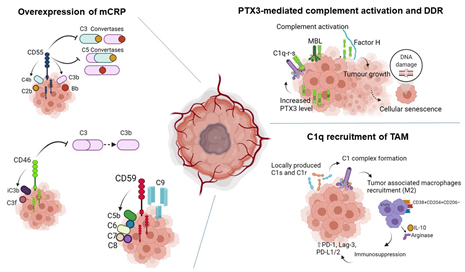 Cells 10 02426 i001 Cells 10 02426 i001