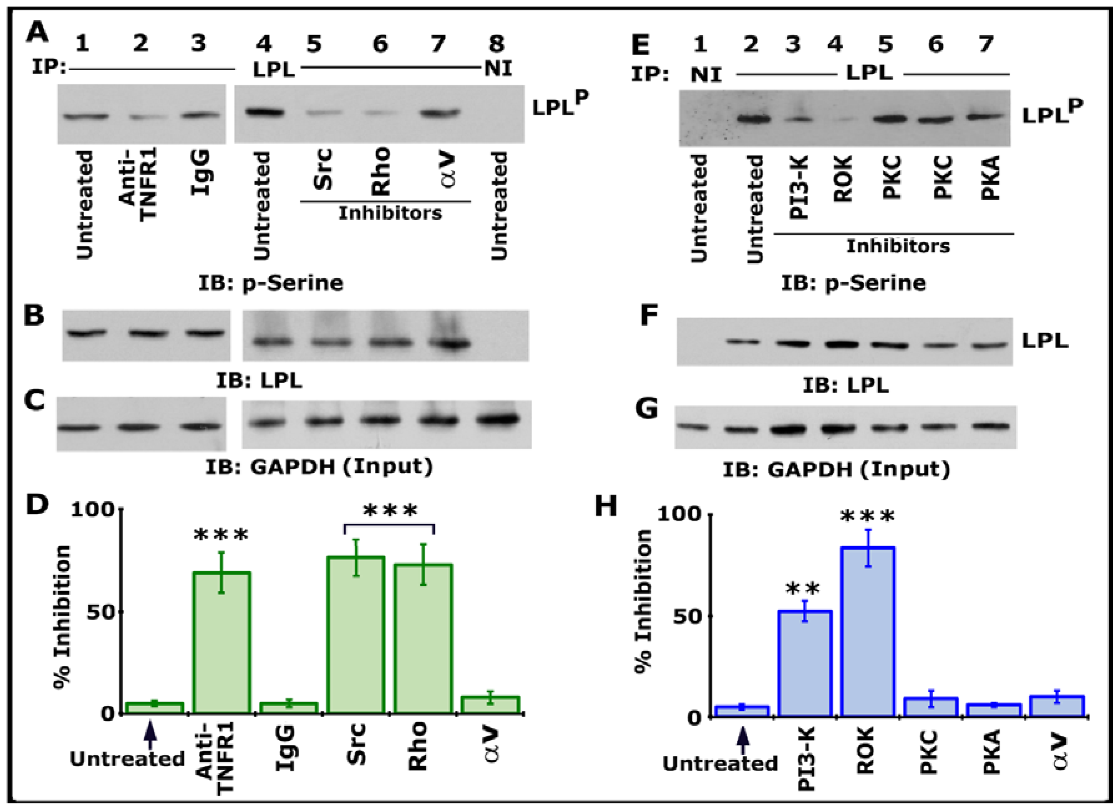 Cells 10 02432 g002 Cells 10 02432 g002