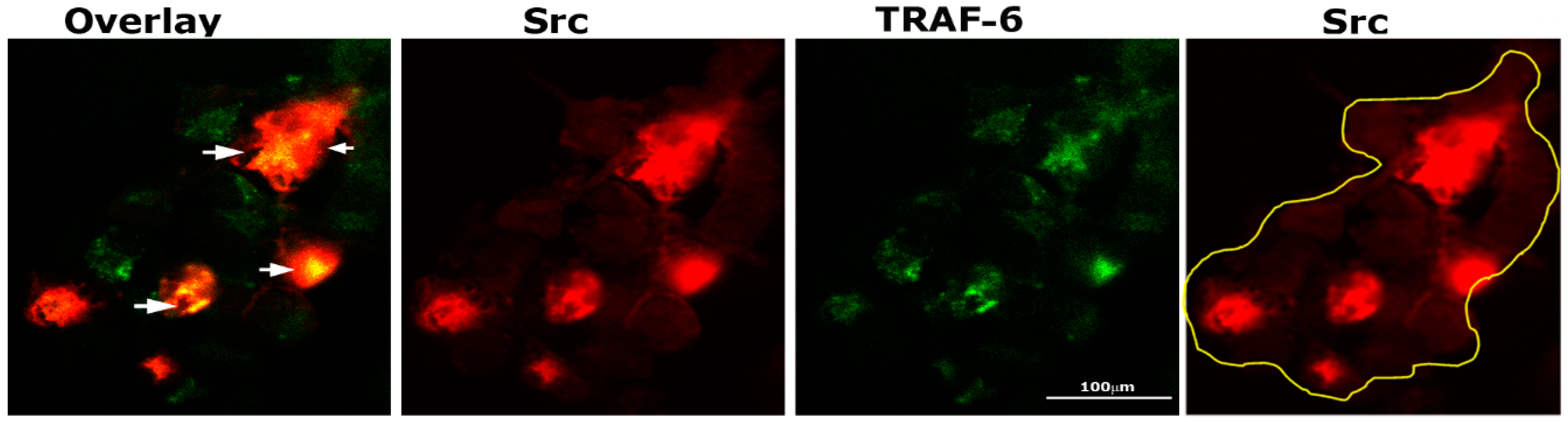 Cells 10 02432 g003 Cells 10 02432 g003