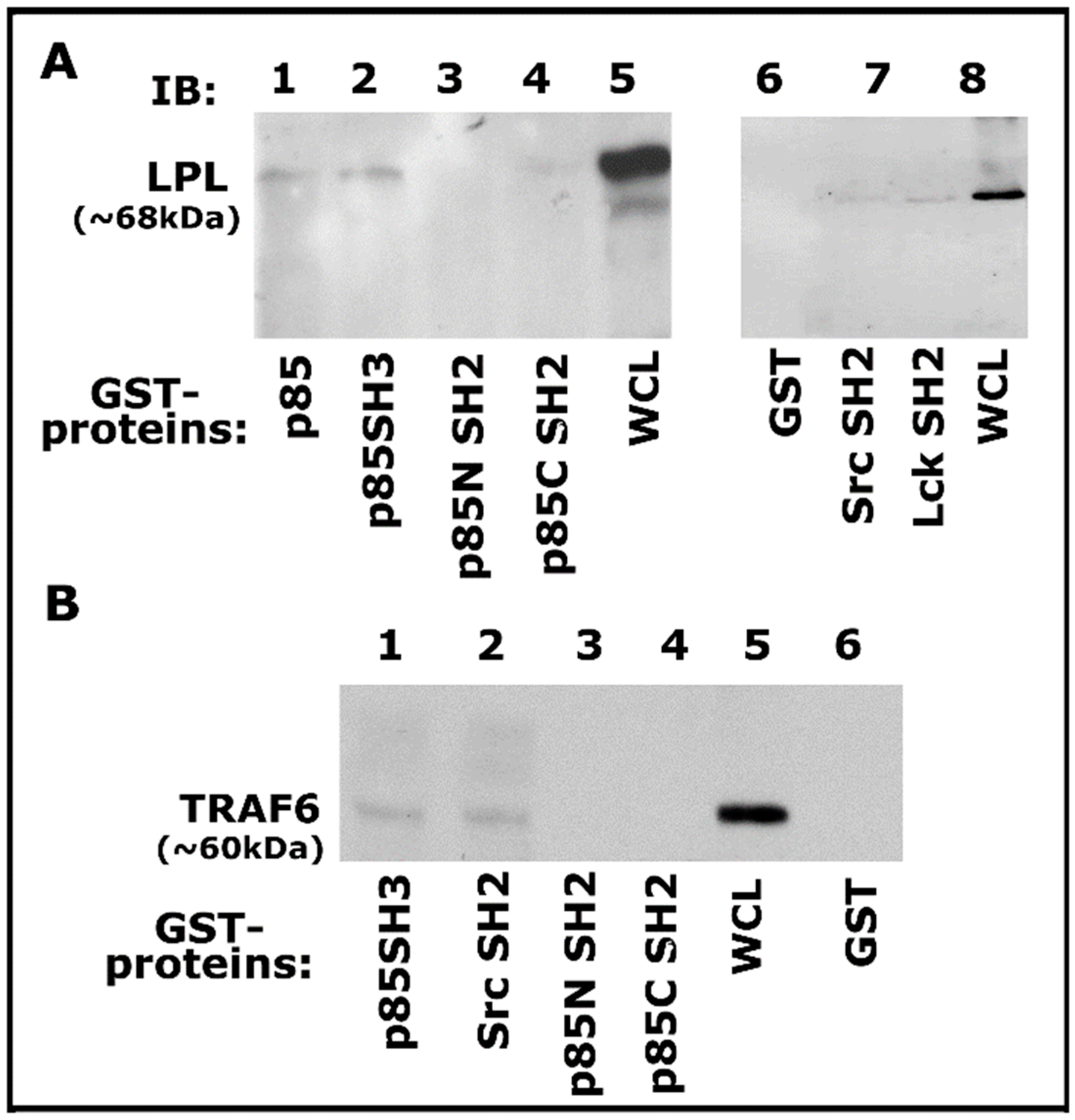 Cells 10 02432 g005 Cells 10 02432 g005