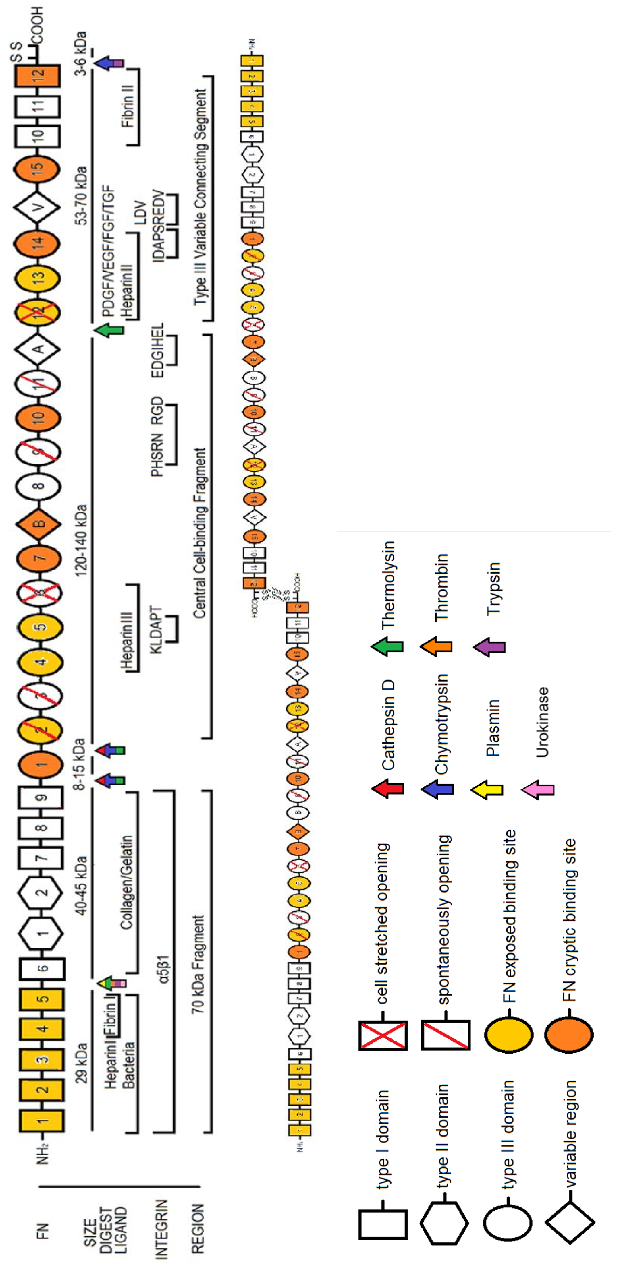 Cells 10 02443 g001 Cells 10 02443 g001
