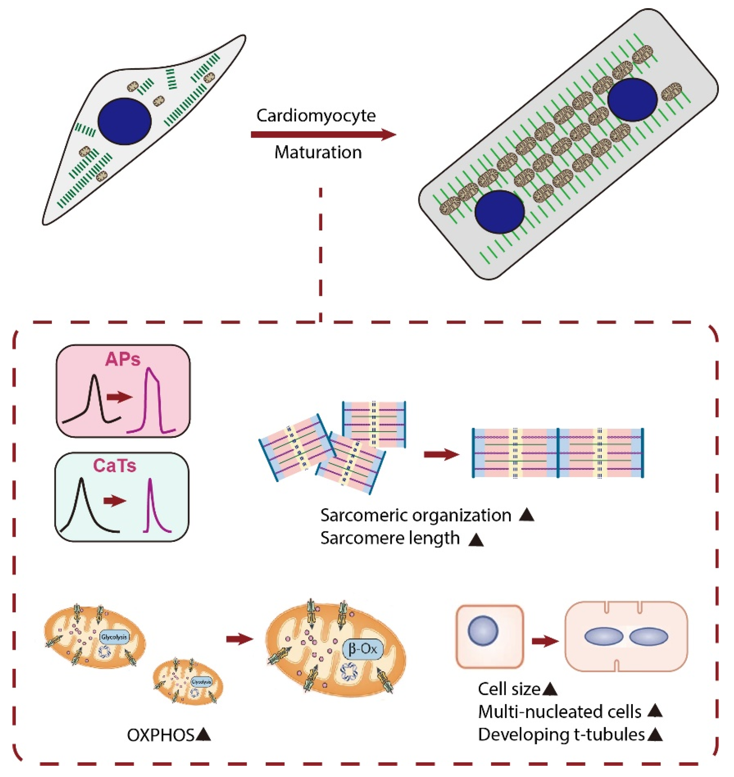 Cells 10 02463 g001 Cells 10 02463 g001