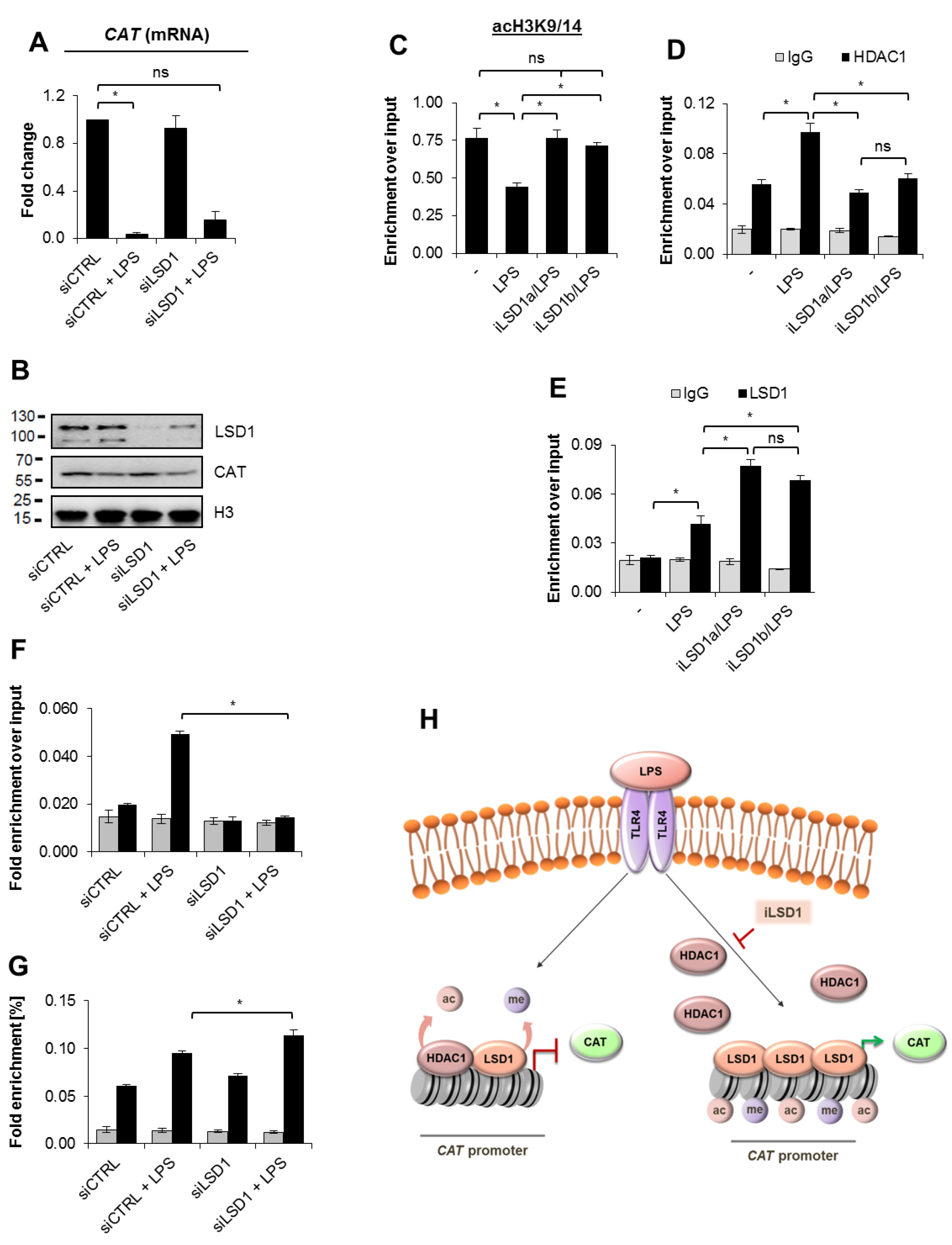 Cells 10 02465 g005 Cells 10 02465 g005