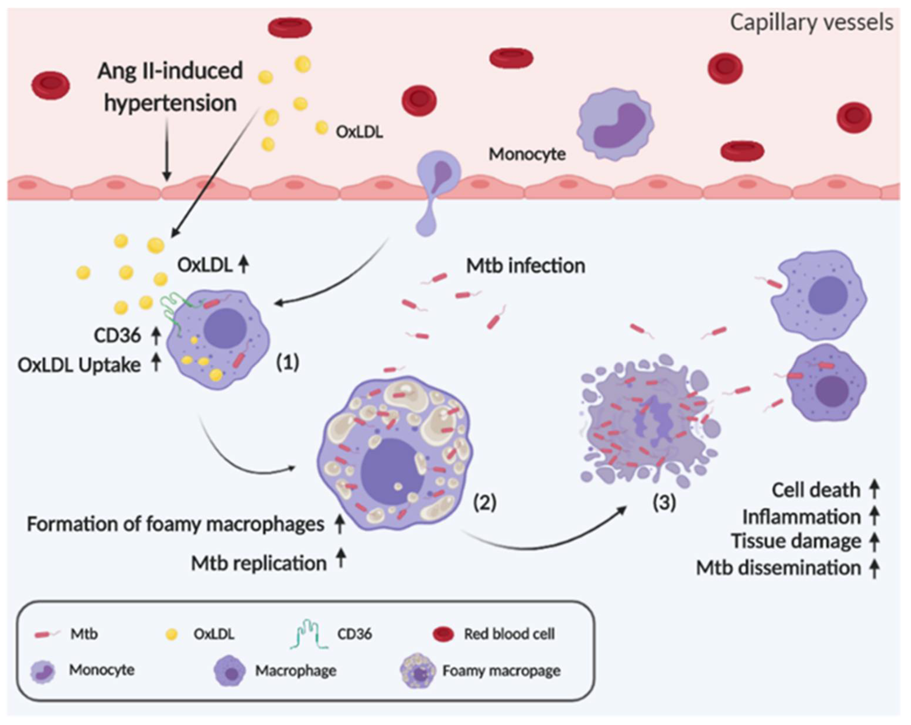 Cells 10 02478 g007