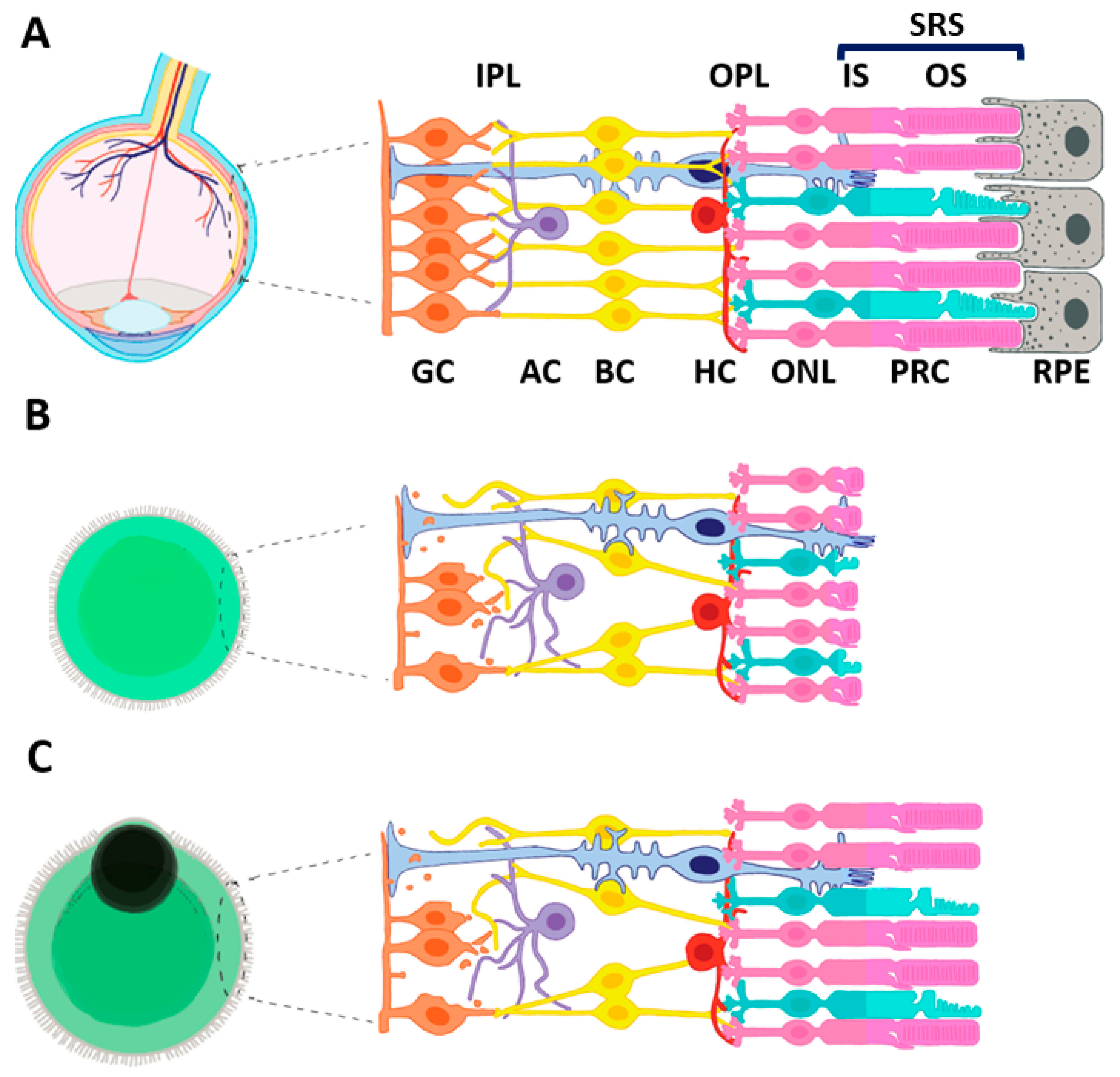 Cells 10 02489 g002 Cells 10 02489 g002