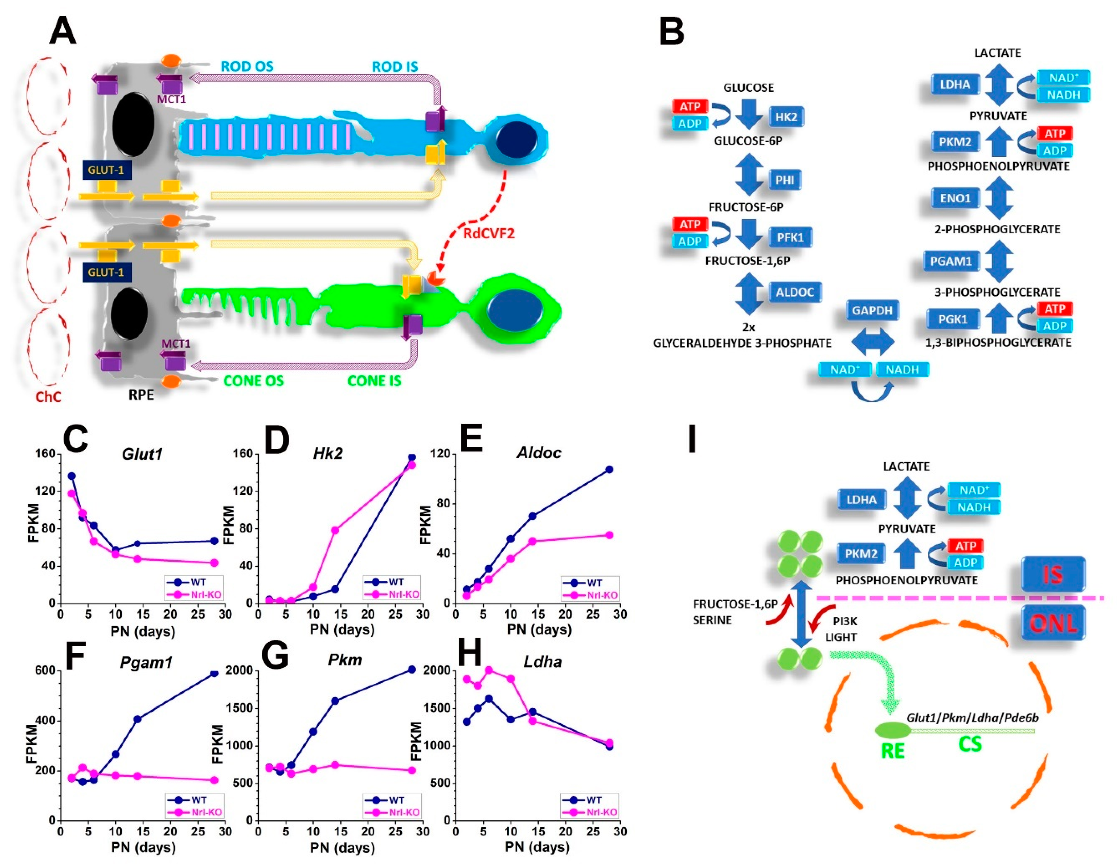 Cells 10 02489 g003 Cells 10 02489 g003