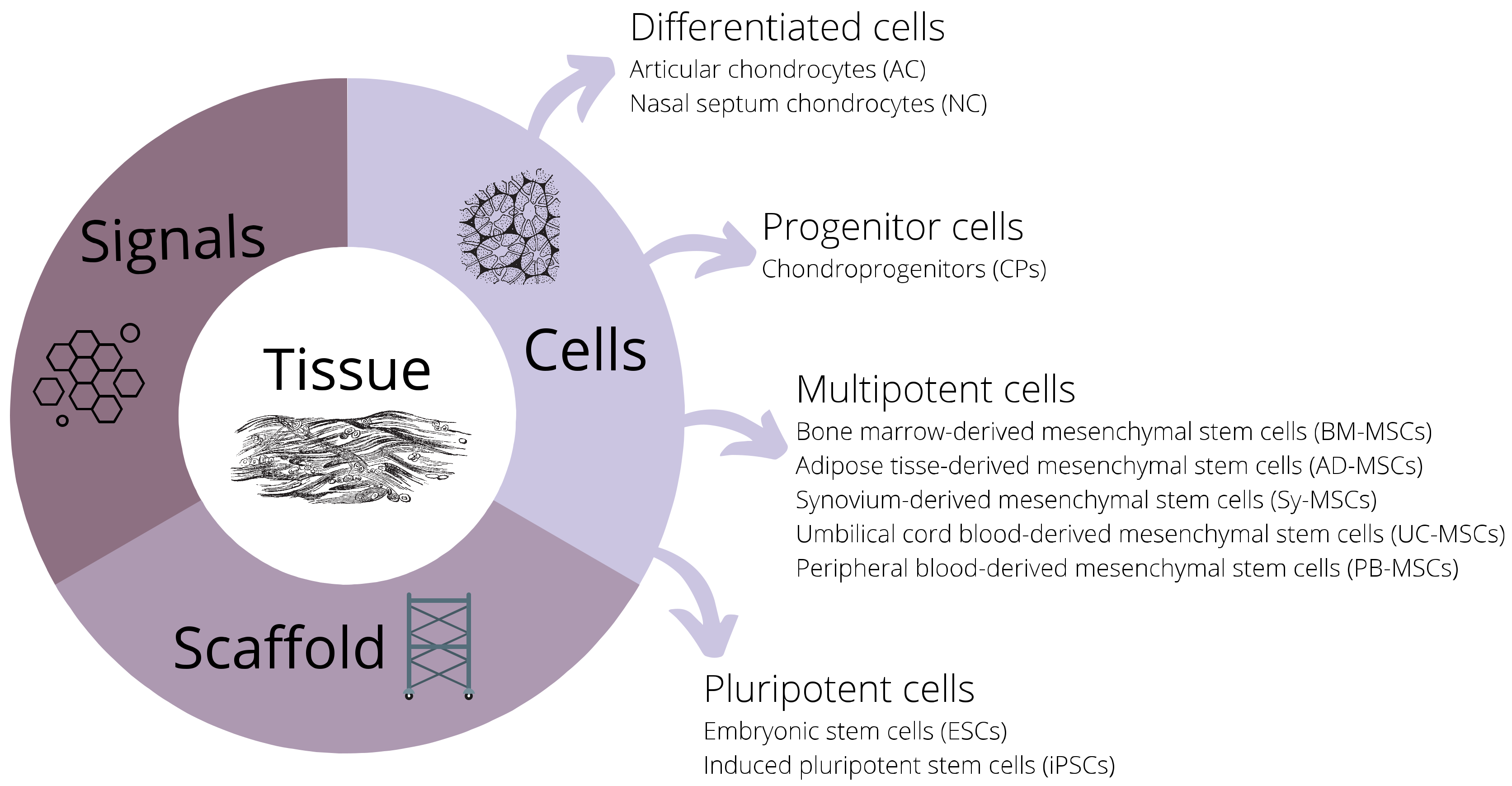 Cells 10 02496 g001 Cells 10 02496 g001