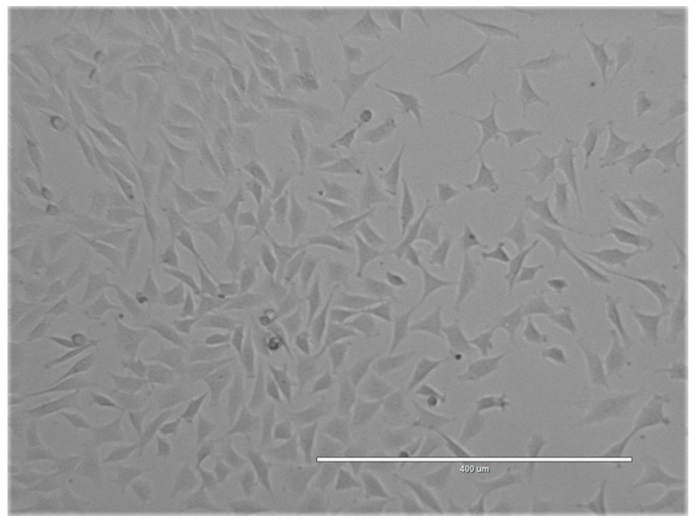 Cells 10 02496 g002 Cells 10 02496 g002