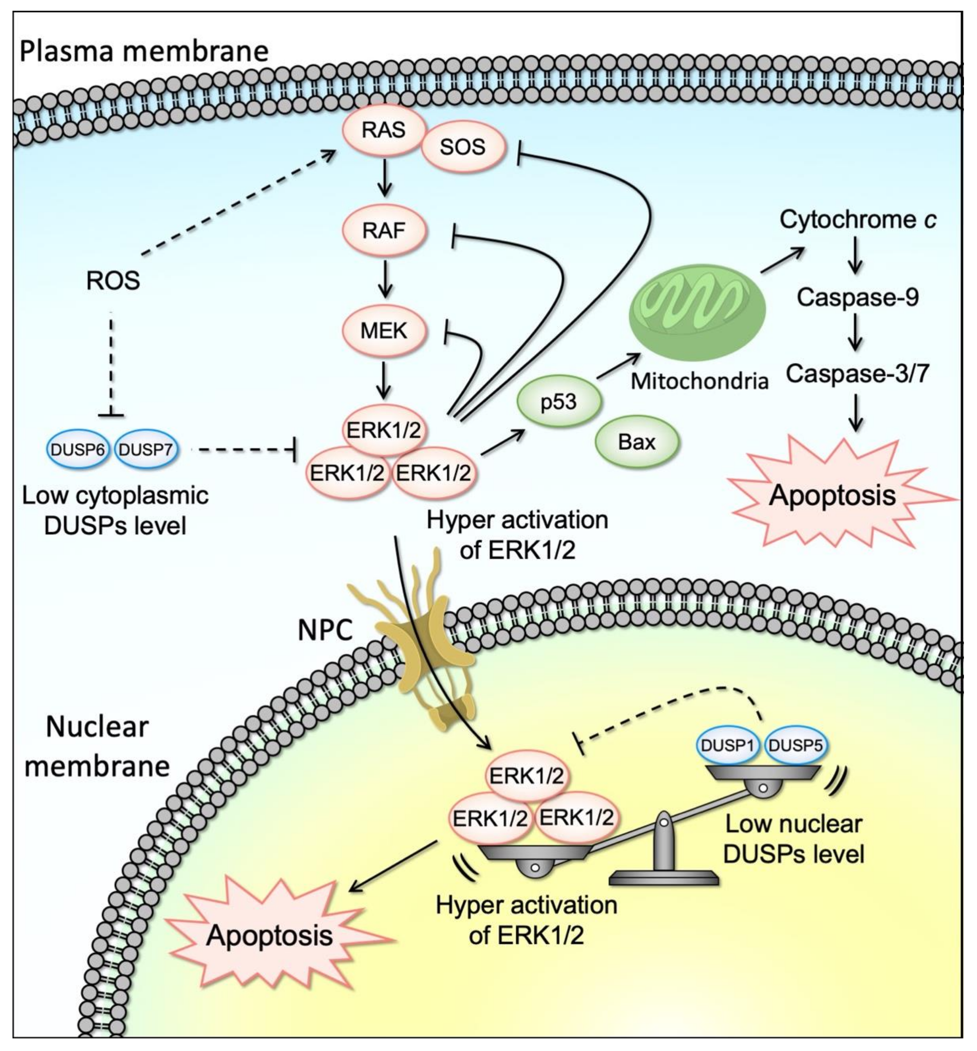 Cells 10 02509 g002 Cells 10 02509 g002