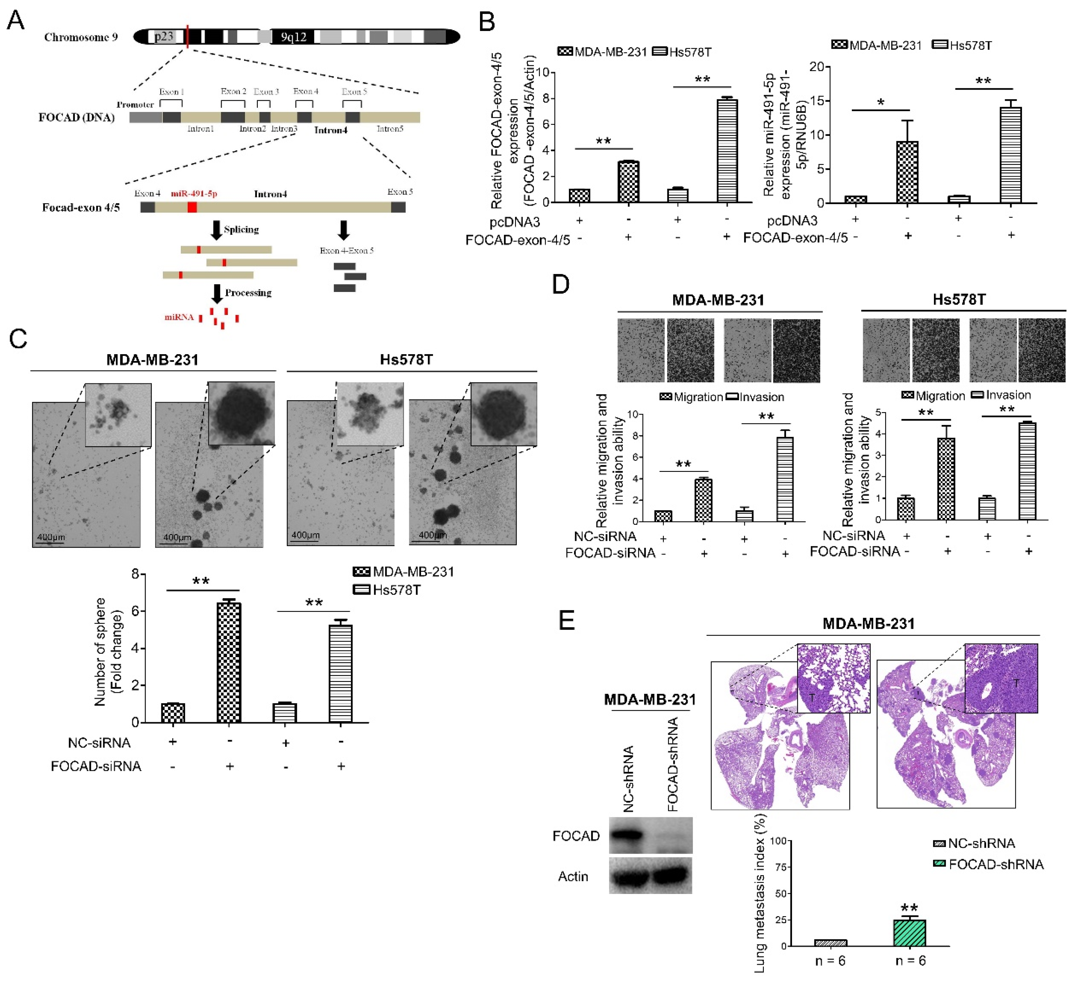 Cells 10 02524 g003