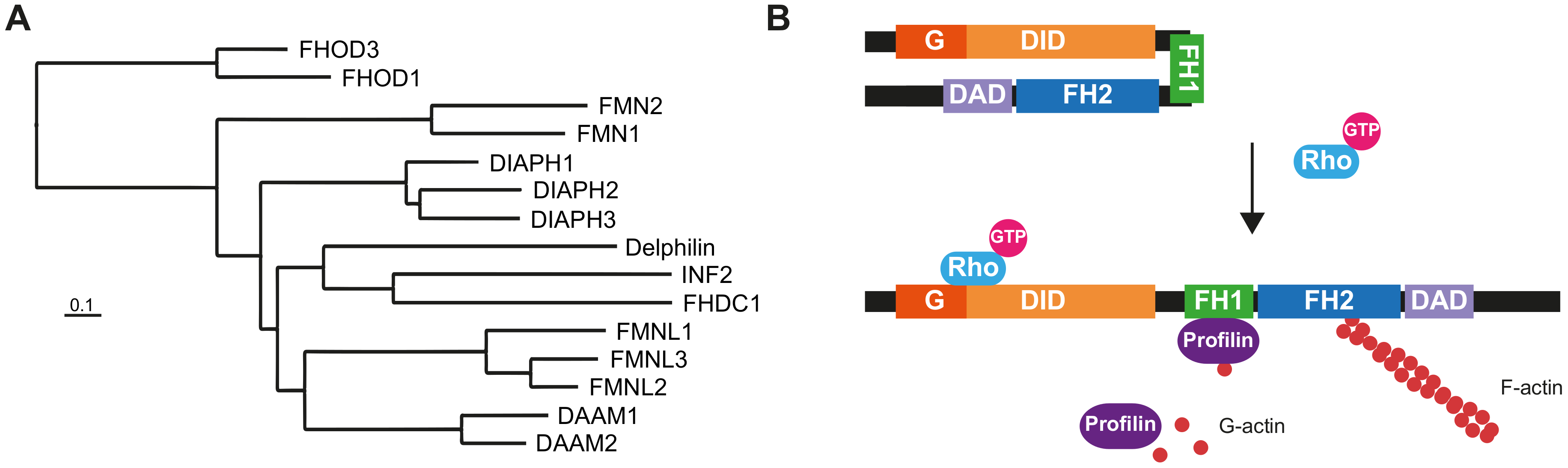 Cells 10 02554 g001