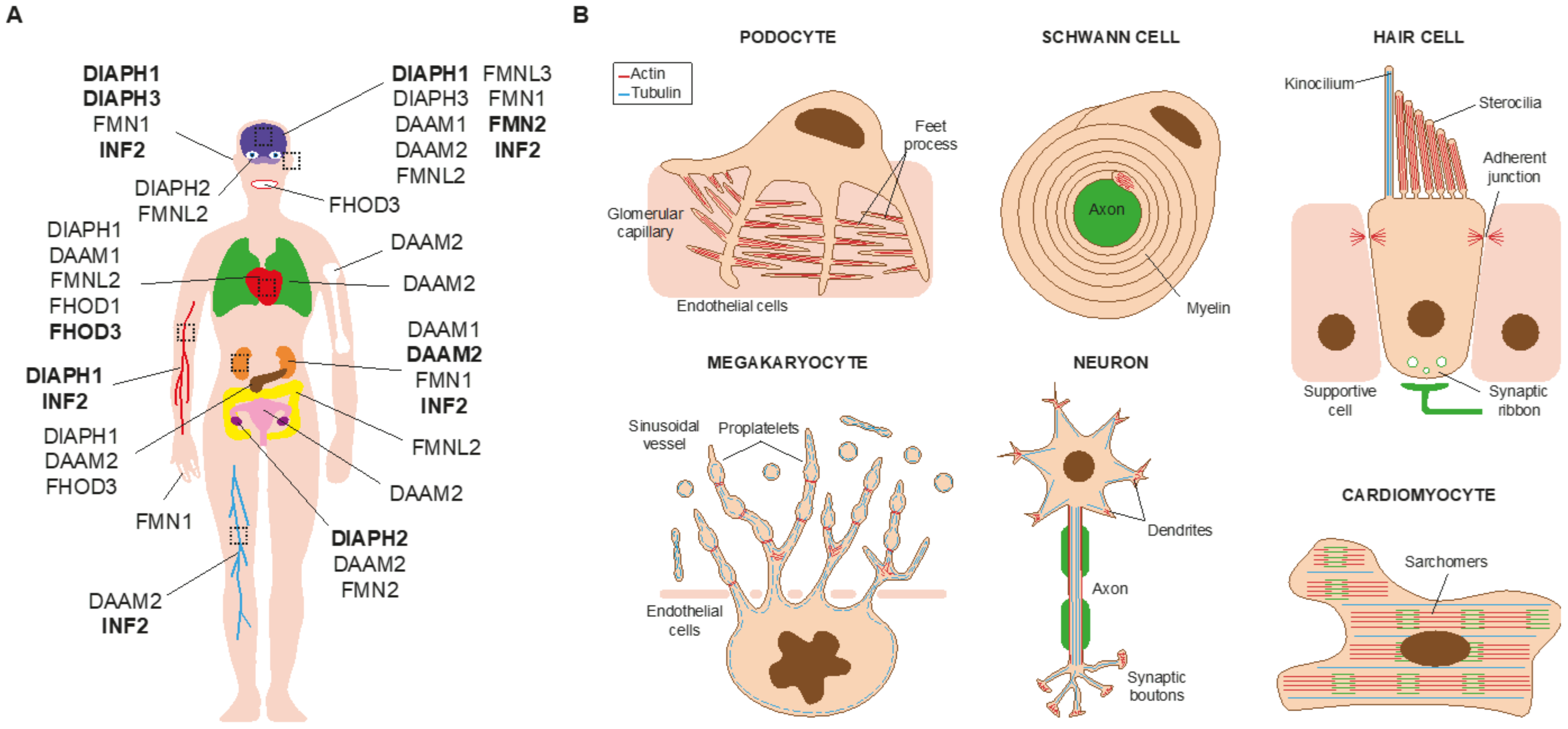 Cells 10 02554 g003