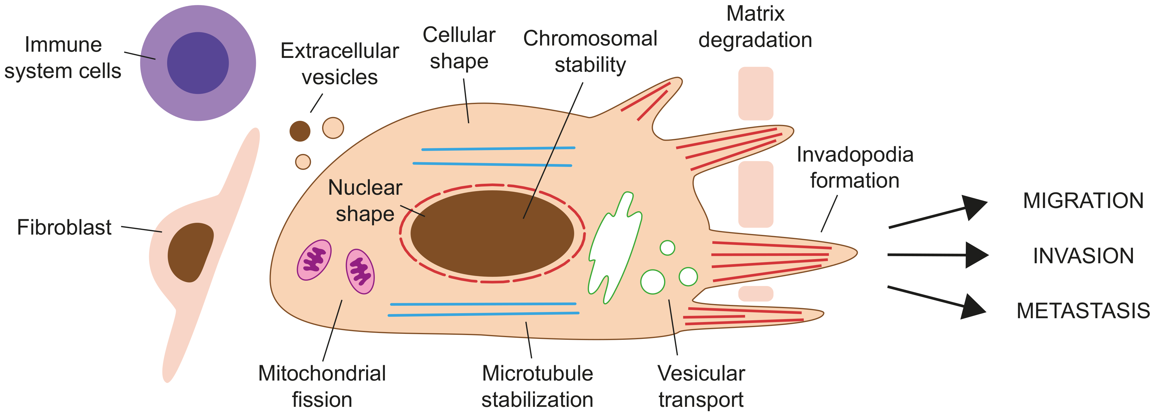 Cells 10 02554 g004