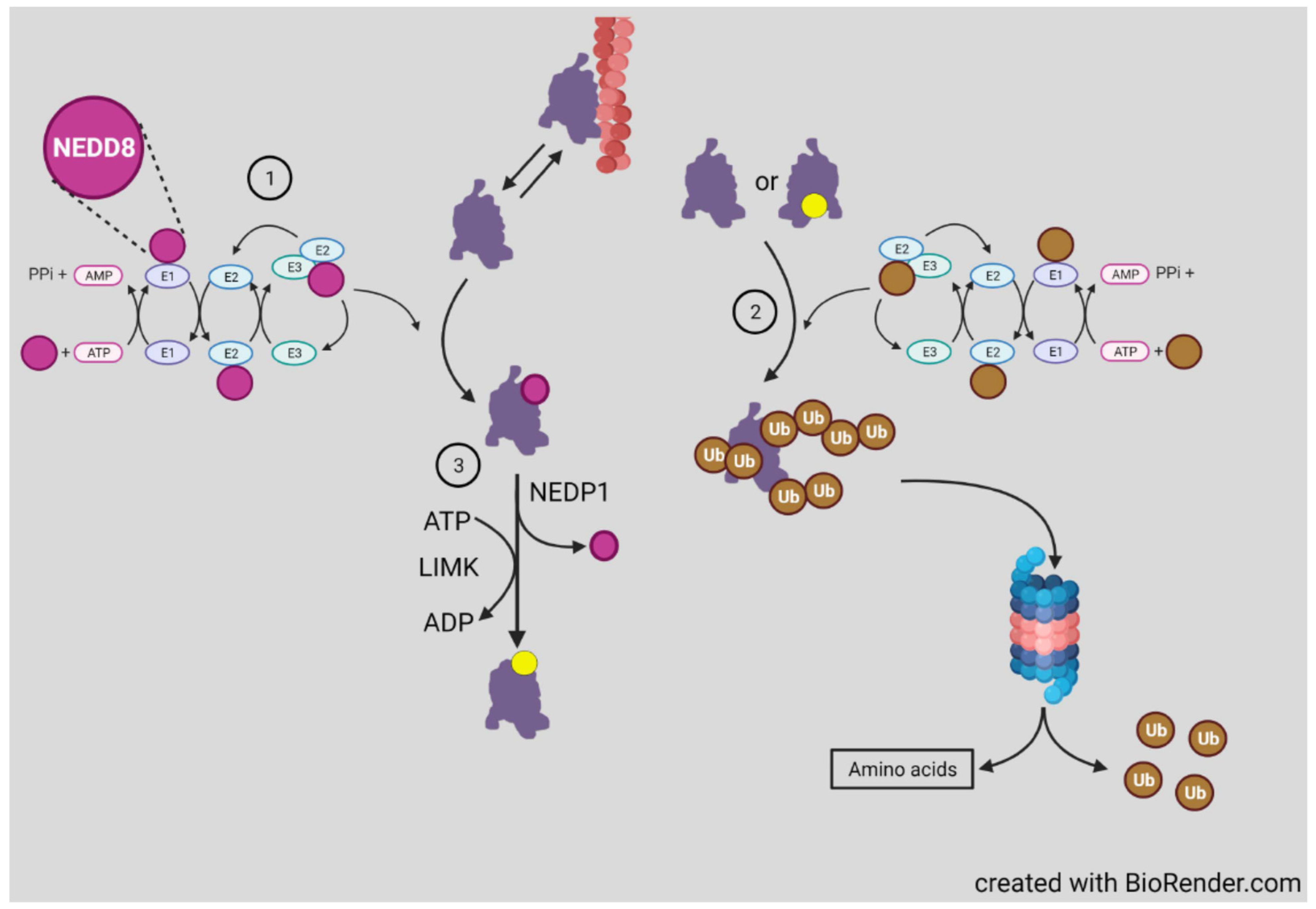 Cells 10 02726 g006 Cells 10 02726 g006