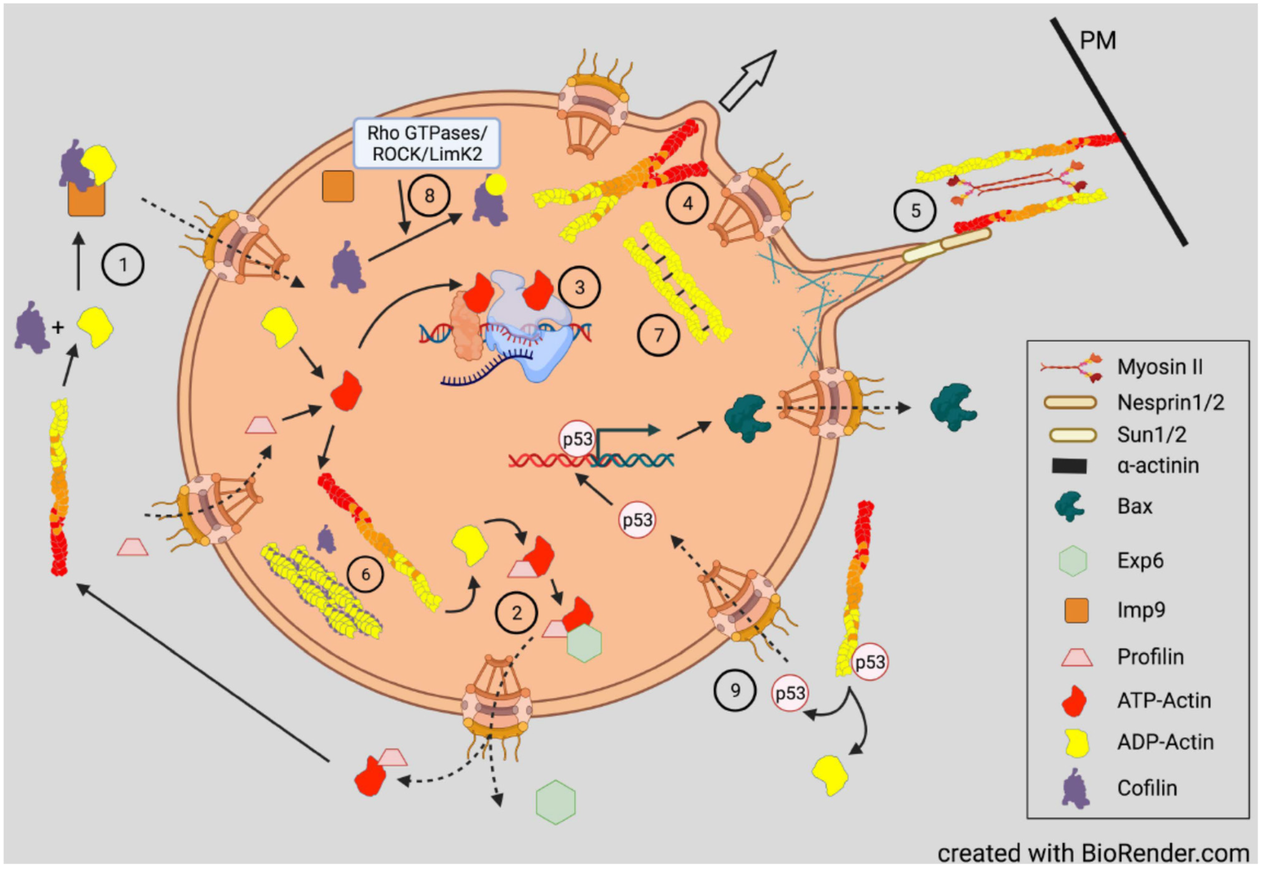 Cells 10 02726 g008 Cells 10 02726 g008