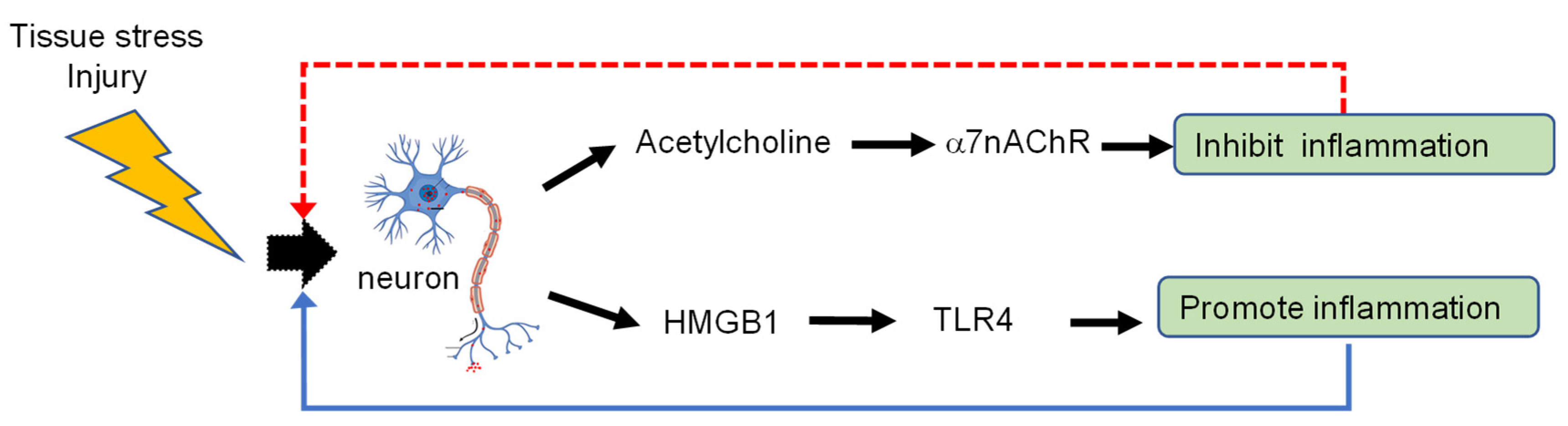 Cells 10 02791 g005 Cells 10 02791 g005