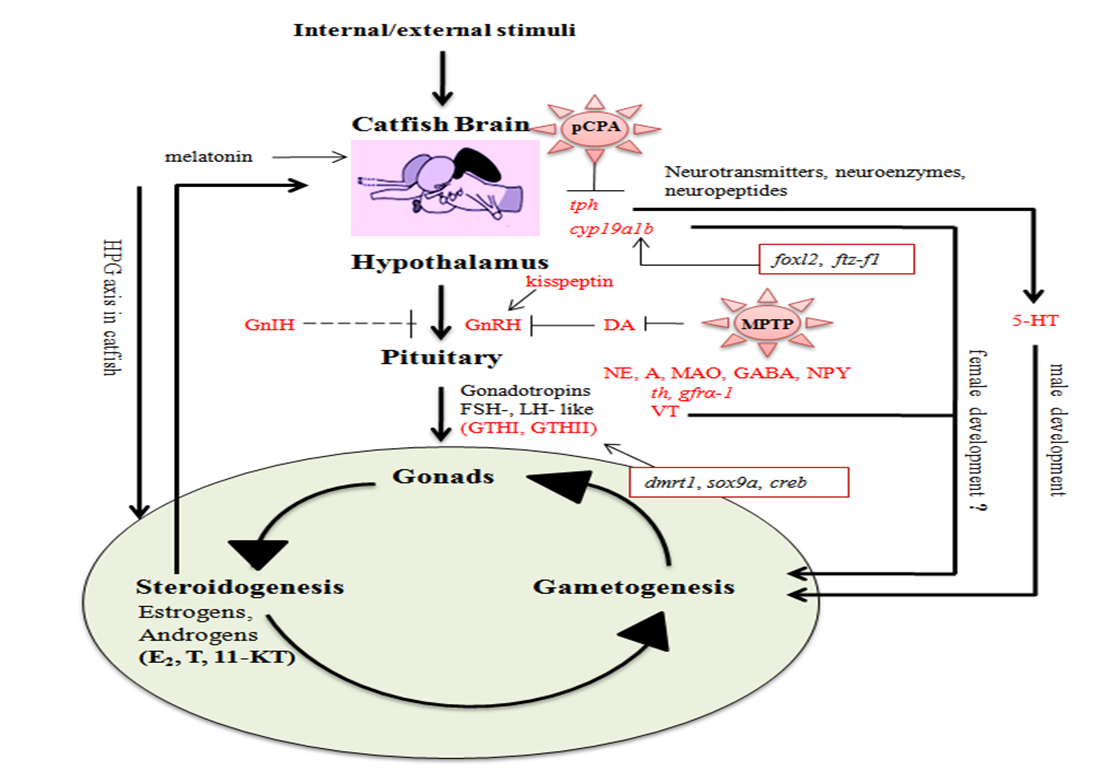 Cells 10 02807 g001 Cells 10 02807 g001