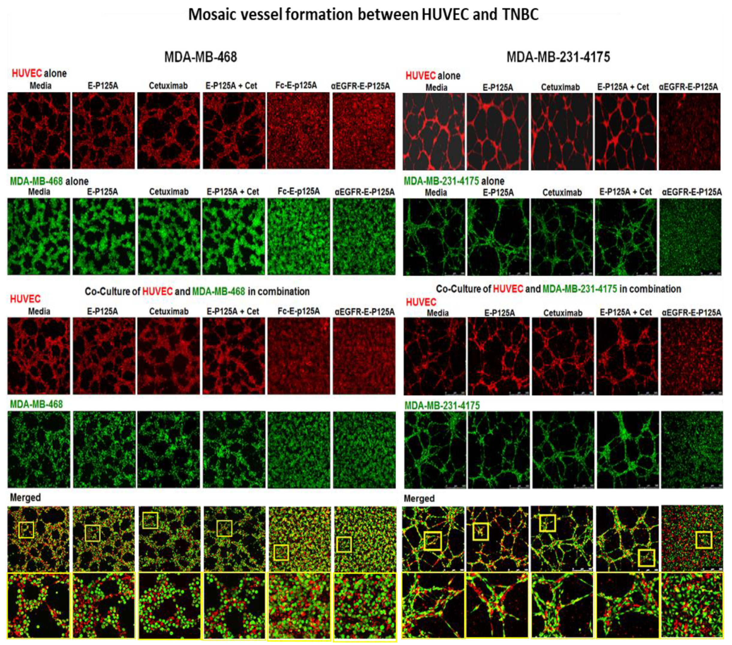 Cells 10 02904 g002 Cells 10 02904 g002