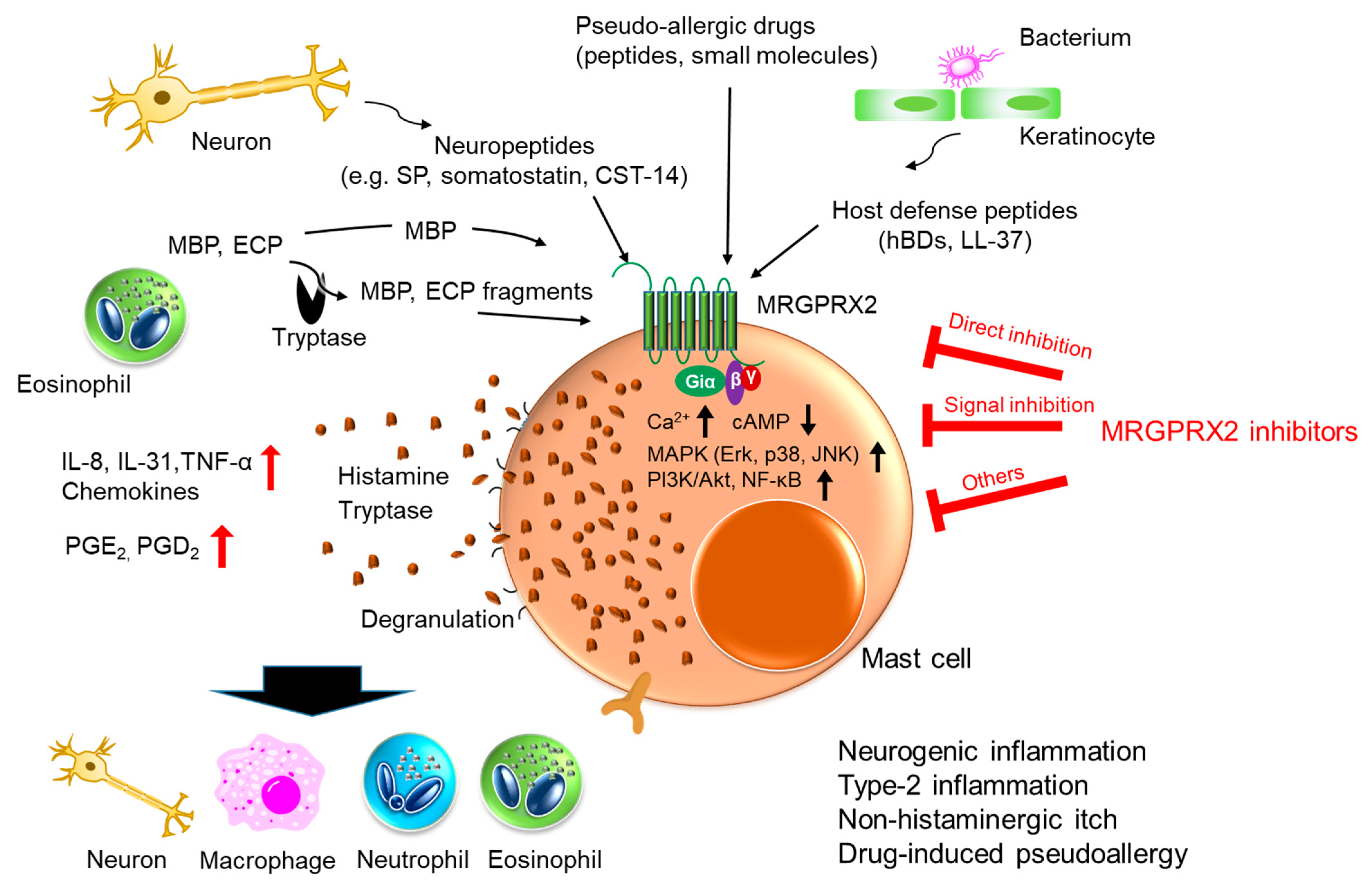 Cells 10 02906 g002 Cells 10 02906 g002