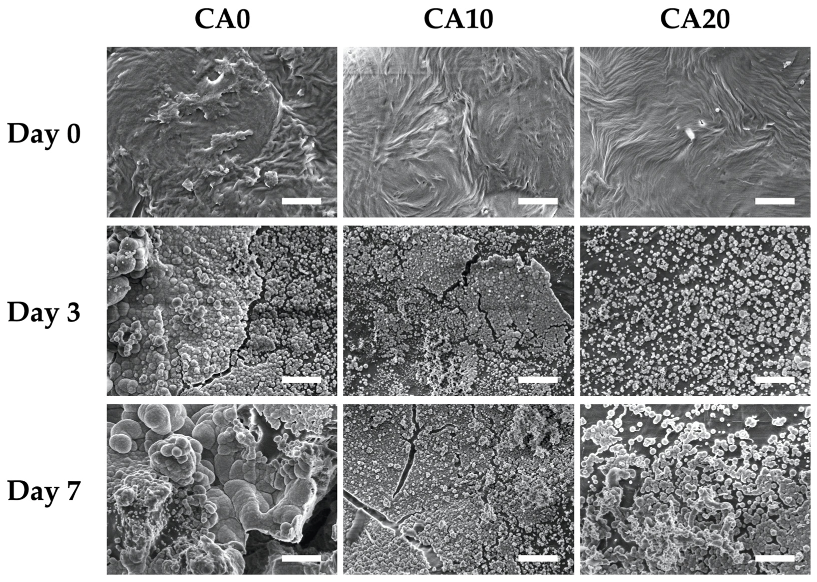 Cells 10 02911 g004 Cells 10 02911 g004