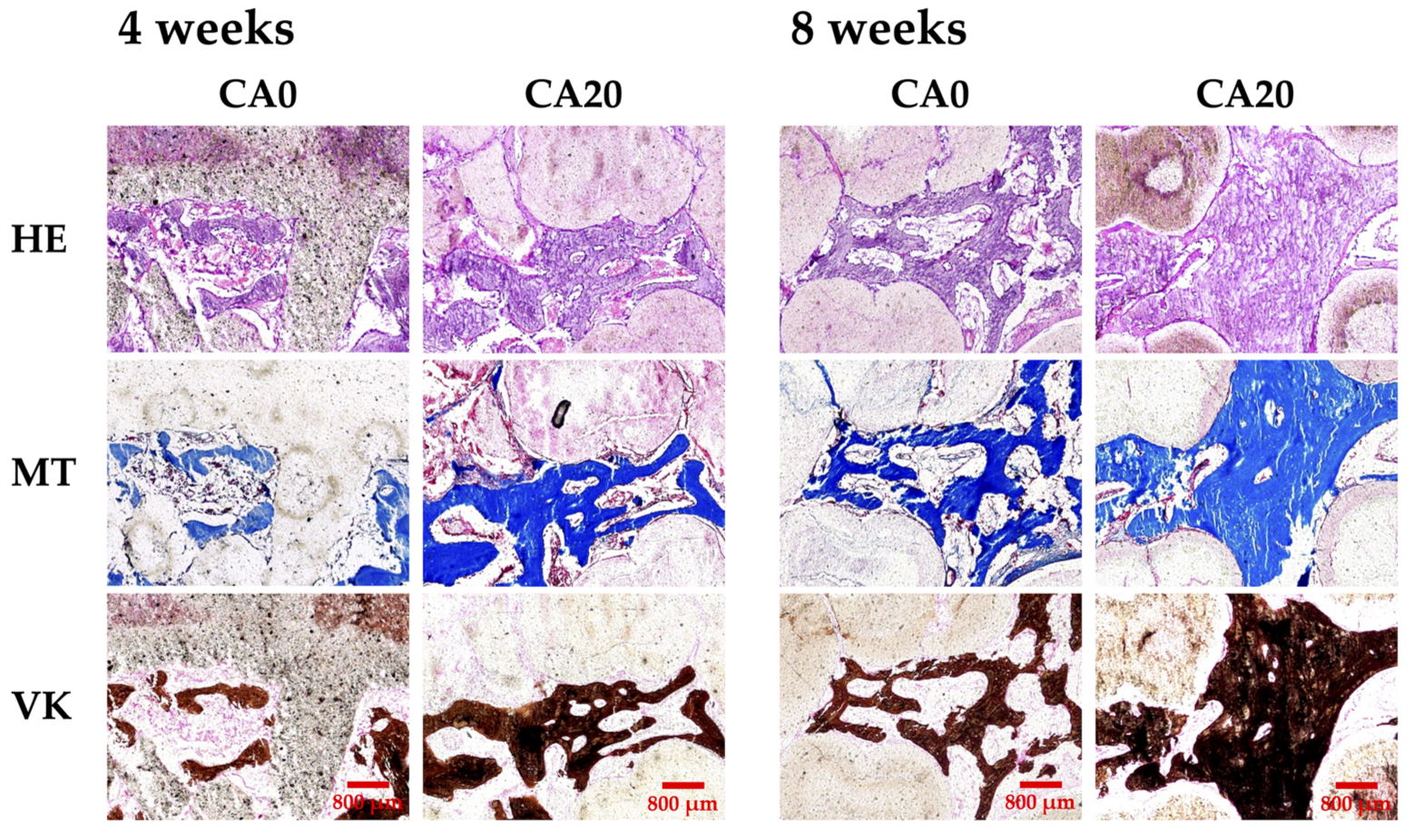 Cells 10 02911 g010 Cells 10 02911 g010