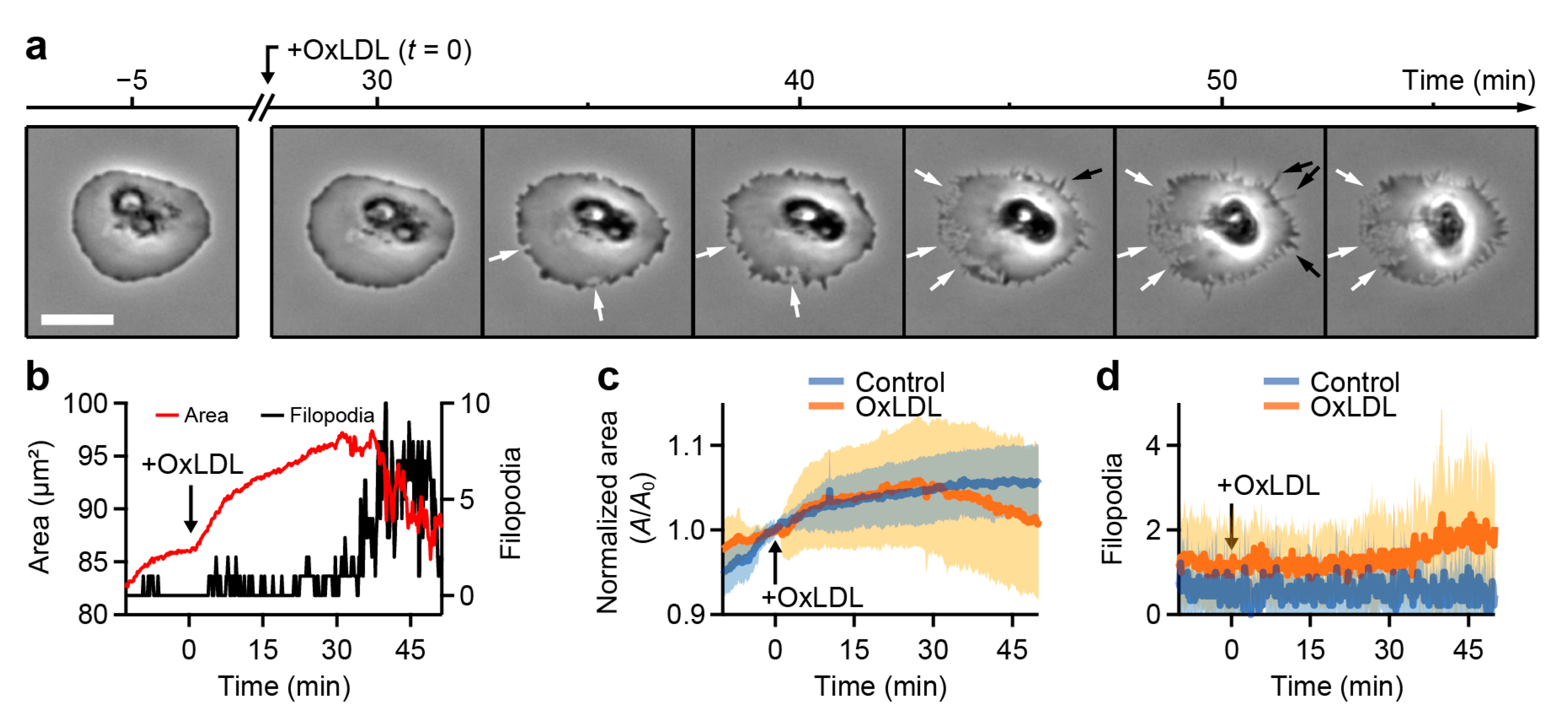 Cells 10 02932 g004 Cells 10 02932 g004