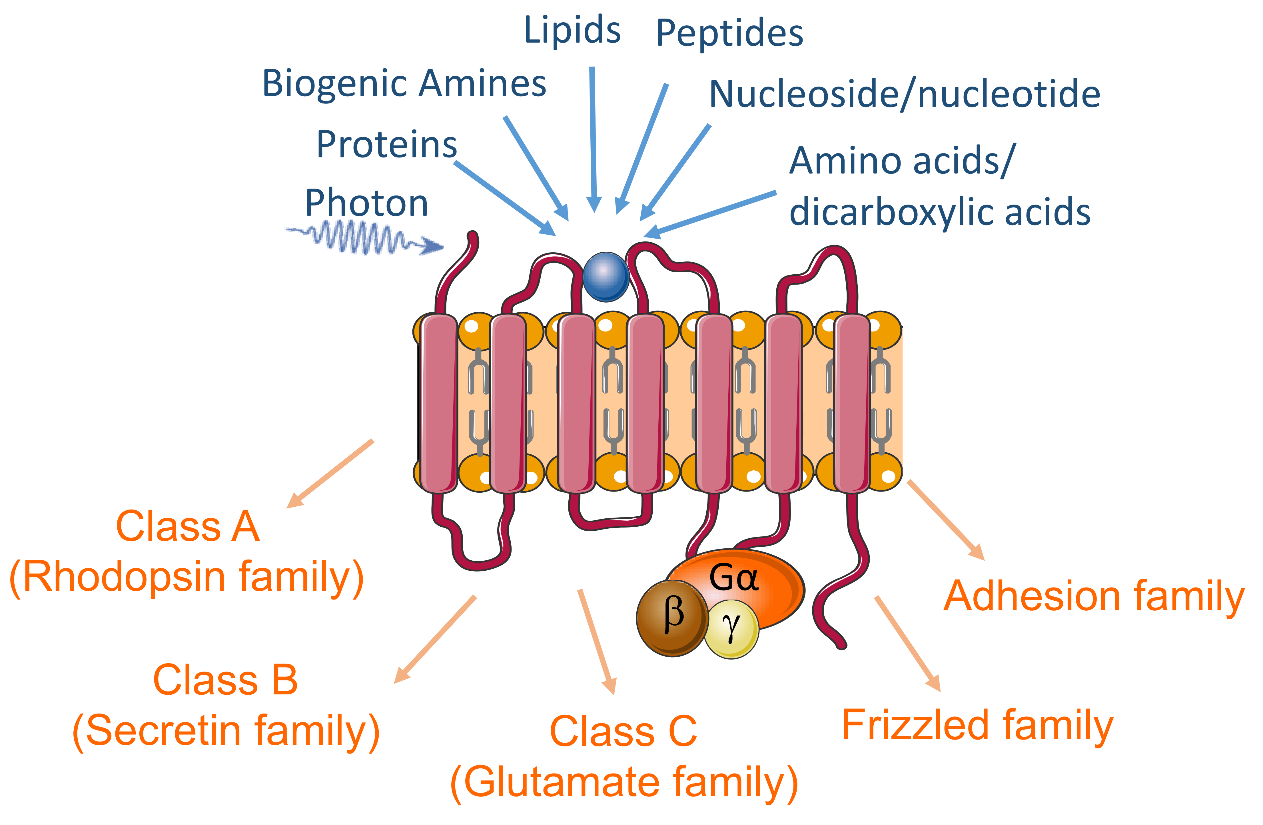 Cells 10 02967 g001 Cells 10 02967 g001