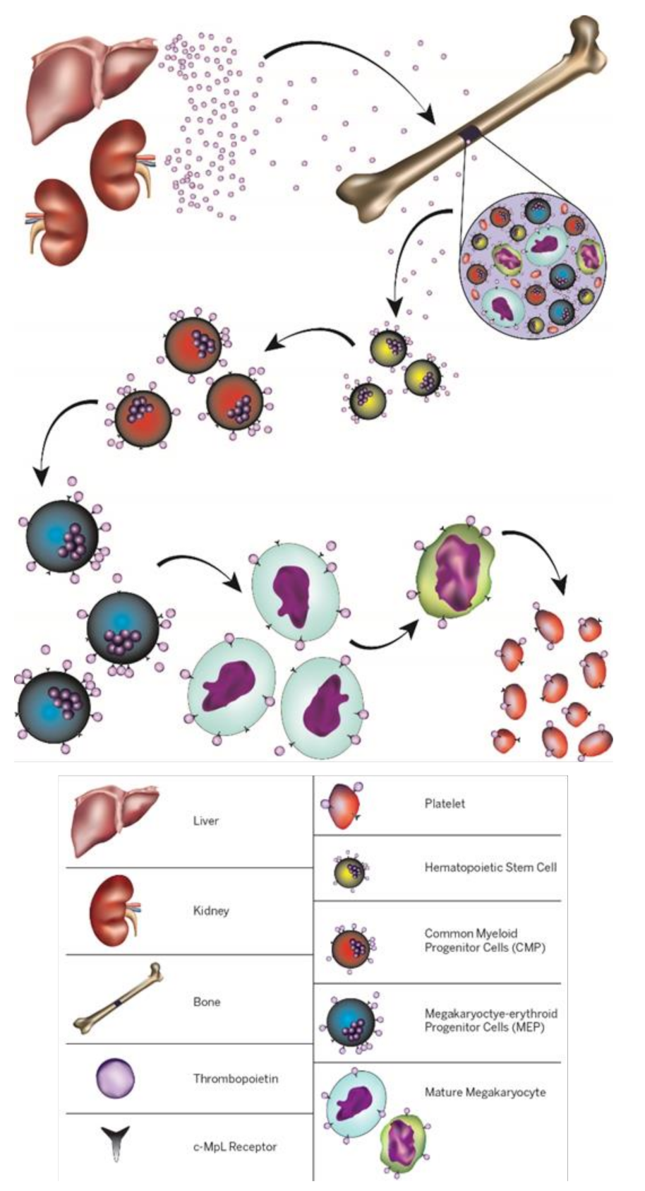 Cells 10 02993 g002 Cells 10 02993 g002