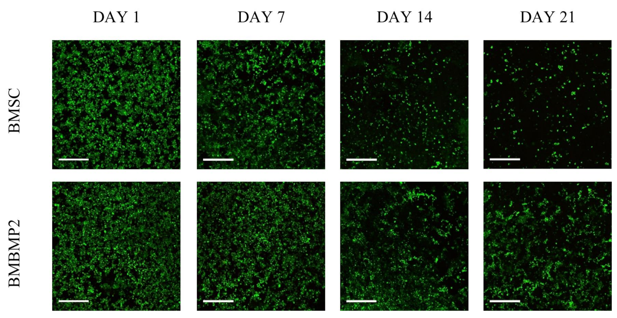 Cells 10 02993 g004 Cells 10 02993 g004