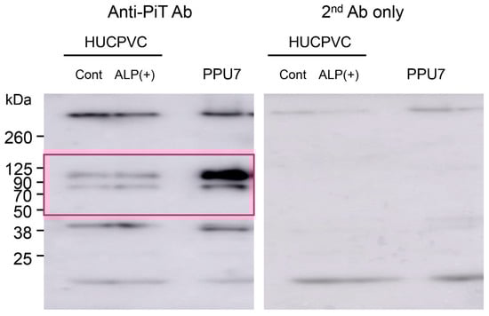 Cells 10 03011 g0a2 550